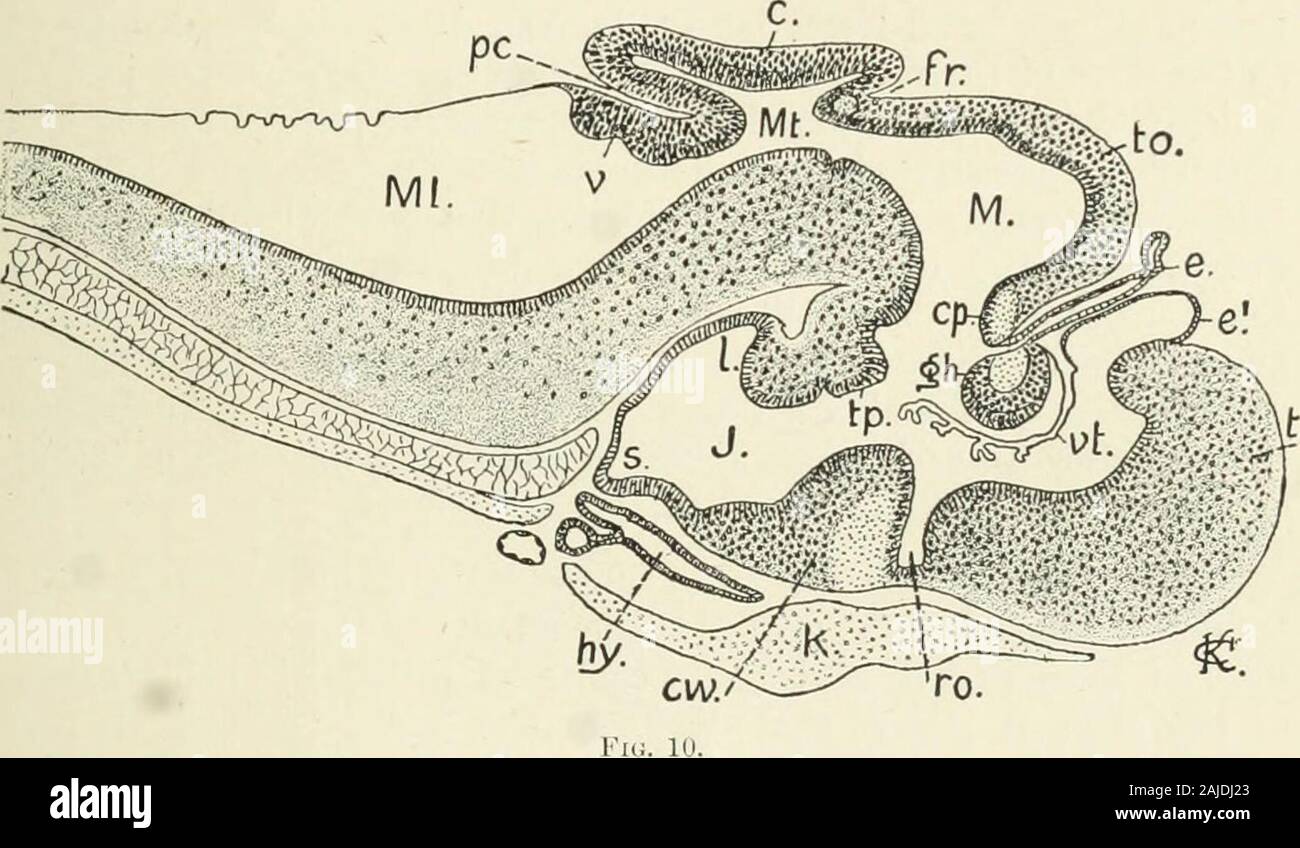 A treatise on zoology . w outgrowths becomevery distinctly paired cerebral hemispheres passing far in front ofthe lamina terminalis. The corpus striatum is a thickening ontheir outer ventral wall. The communication of their cavities oneither side with the median 3rd ventricle (prosocoele) narrows into BRAIN 17 the foijimcii of Monro. Tlie loof of the prosencephala becomesthe palliiuu which acqnires snch an enormous development in thecerebral hemispheres of the highest ^^ertel)rates. From the olfactorylolies issue the nerves to the olfactory epithelium. The greatmodifications in the shape and r Stock Photo