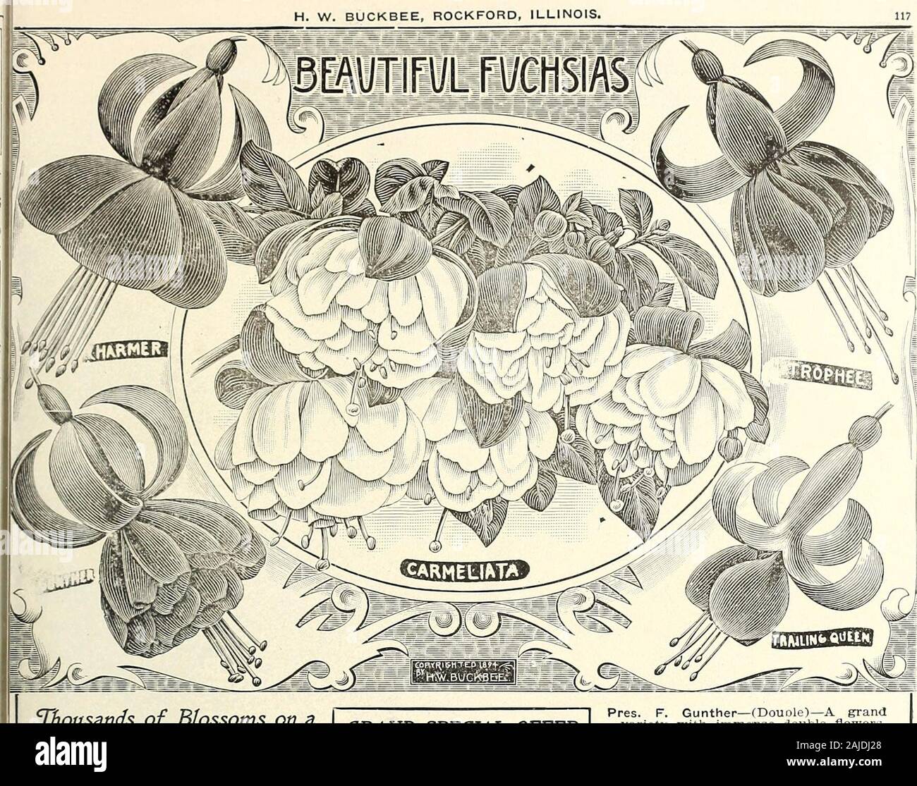 H.W Buckbee seed and plant guide : 1905 . MRS. EL. W. BUCKBEE. Thirty=FouF Years Successful Business. H. W. BUCKBEE, ROCKFORD, ILLINOIS. Thousands of Blossoms on aSingle Plant The Very Bestand Latest Varieties, * . . Charmer—(Single)—The grandest of allwinter bloomers. Tube and sepalswaxy carmine. Its clusters of long,drooping, tube-like, brilliant flowers,and veTy large, green foliage give it amost striking and beautiful appear-ance. Five thousand flowers have beencounted upon a single plant. Worth15c; my price 10c. Trophee—(Double)—Violet blue corolla;very dark rich red sepals, waxy lustre1. Stock Photo