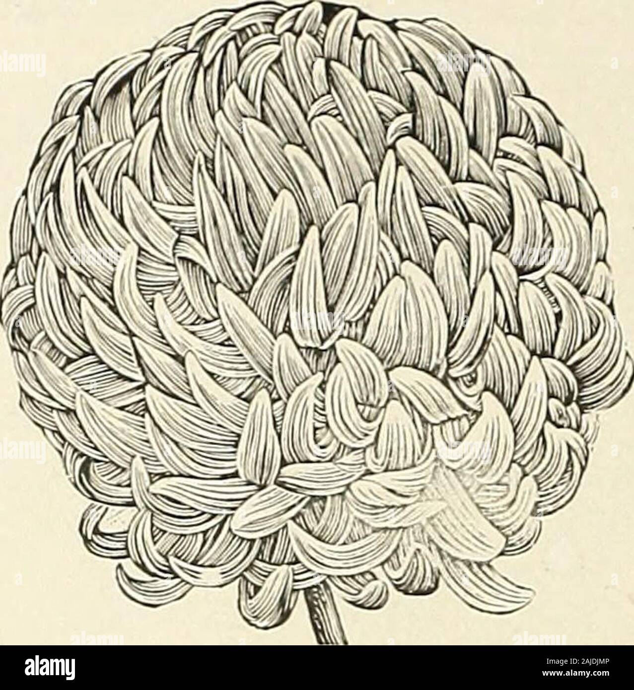 H.W Buckbee seed and plant guide : 1905 . h 25c;my price 15c. Marshall Field—The best of all variegated Carnations. Whit ewith broad scarlet stripes. The flowers are borne in great pro-fusion, the plant making a vigorous growth. It has a stiff,wiry stem. Worth 2 5c; my price 15c each. Golden Beauty—Bright golden yellow with pink markings, ahigh-built handsome flowe r of large size, the most productiveyellow Carnation. Worth 25c; my price 15c each. Her Majesty—One of the most free blooming varieties everoffered ; color clear snowy white : flowers are very striking andfragrant; stem long and sti Stock Photo