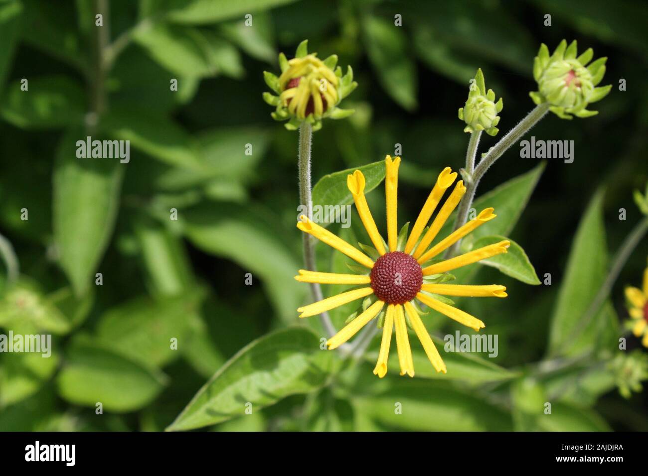 Closeup of Rudbeckia flowers Stock Photo