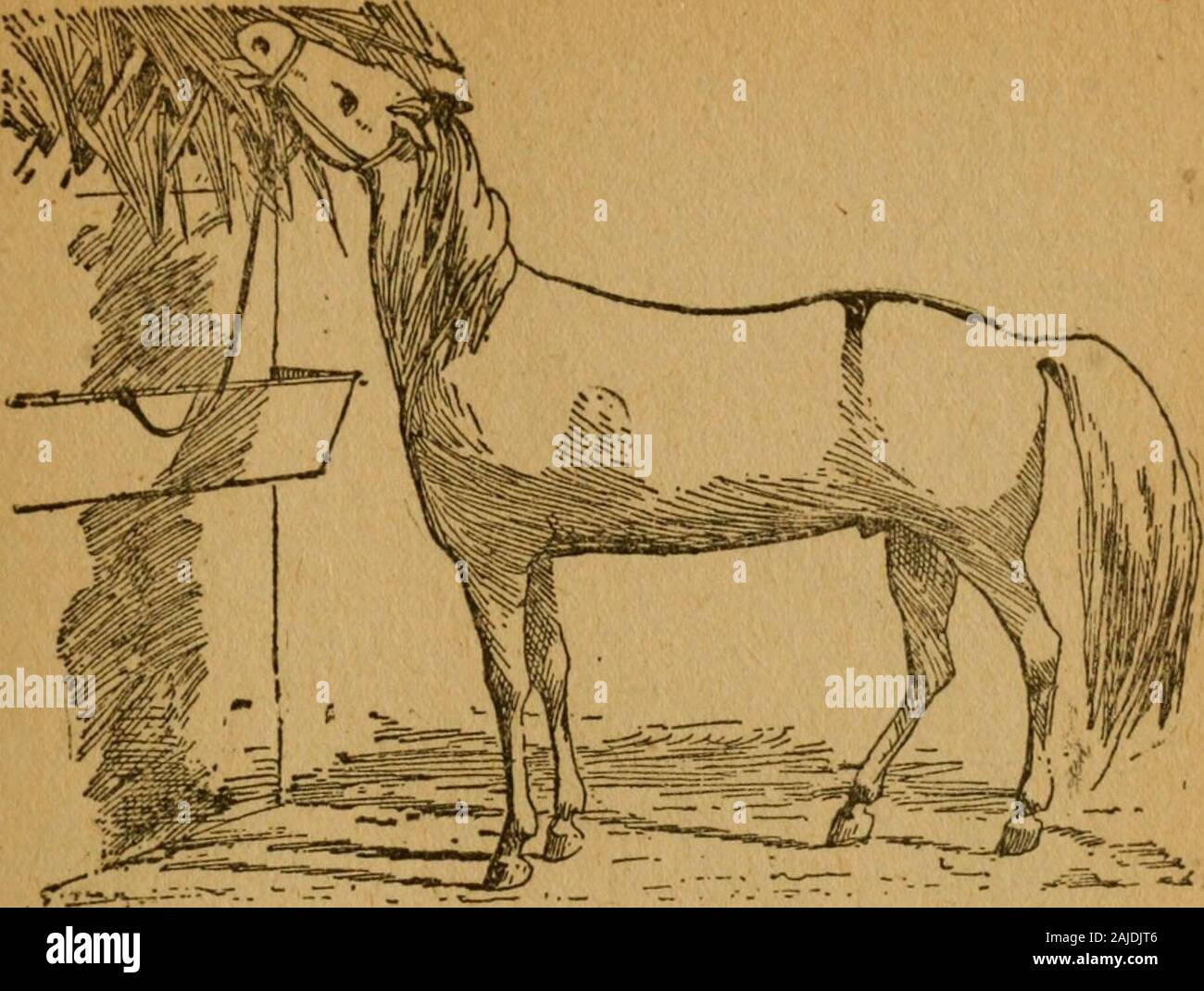 horse oats near me
