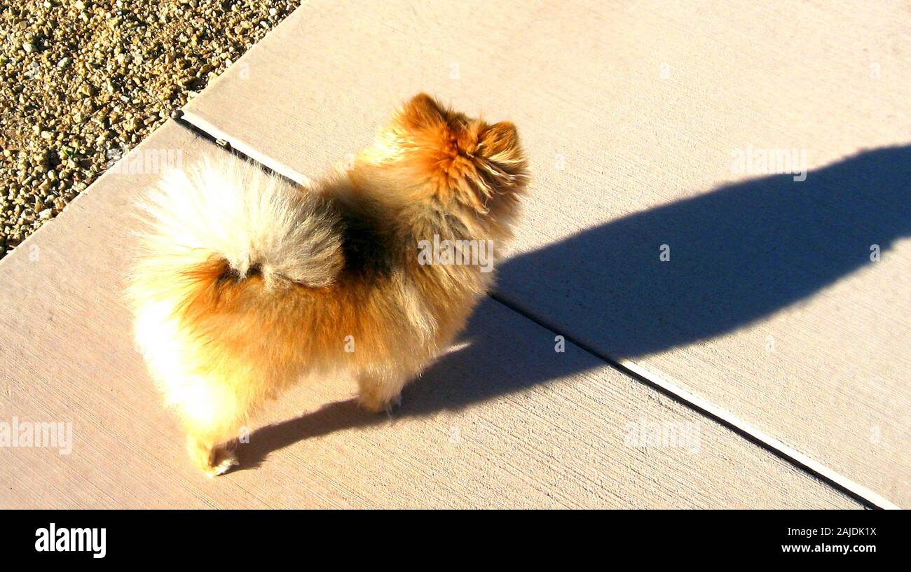 Looking down at a Pomeranian walking along the sidewalk Stock Photo