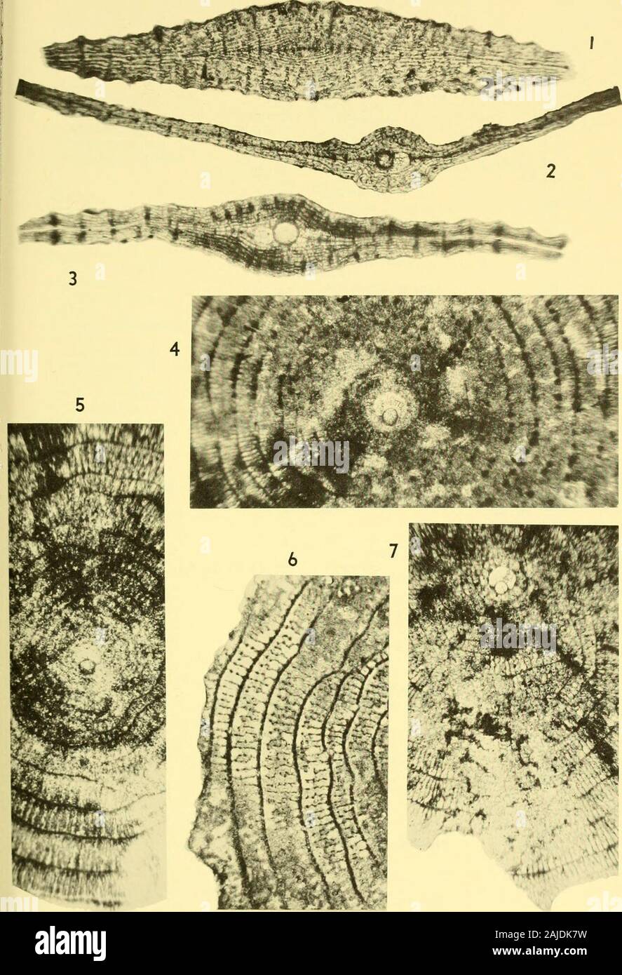 Bulletins of American paleontology . 4 — Baja California, middle Eocene.See text for locality descriptions. 52 Bulletin 248 Explanation of Plate 9 Figure Page All figures x 40 1-5,7. Pseudophragmina (Pseudophragmina) bainbridgensis (Vaughan) 11, 12, 14 1,3. Vertical sections of topotpes of Pseiid(&gt;l)liui^iiiiiin (Pseudo-phragmina) novitasensis Vaughan. 1. Evenly lenticular speci-men, section not exactly centered. 3. Umbonate specimen. 2.Vertical section of a topotype of P. (Pseudophragmina) bain-bridgensis var. angusta Vaughan. 4,5. Parts of equatorial.sections of topotypes of P. (P.) novi Stock Photo