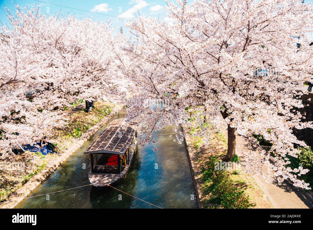 Fushimi Jikkokubune Boat Cruise with spring cherry blossoms in Kyoto