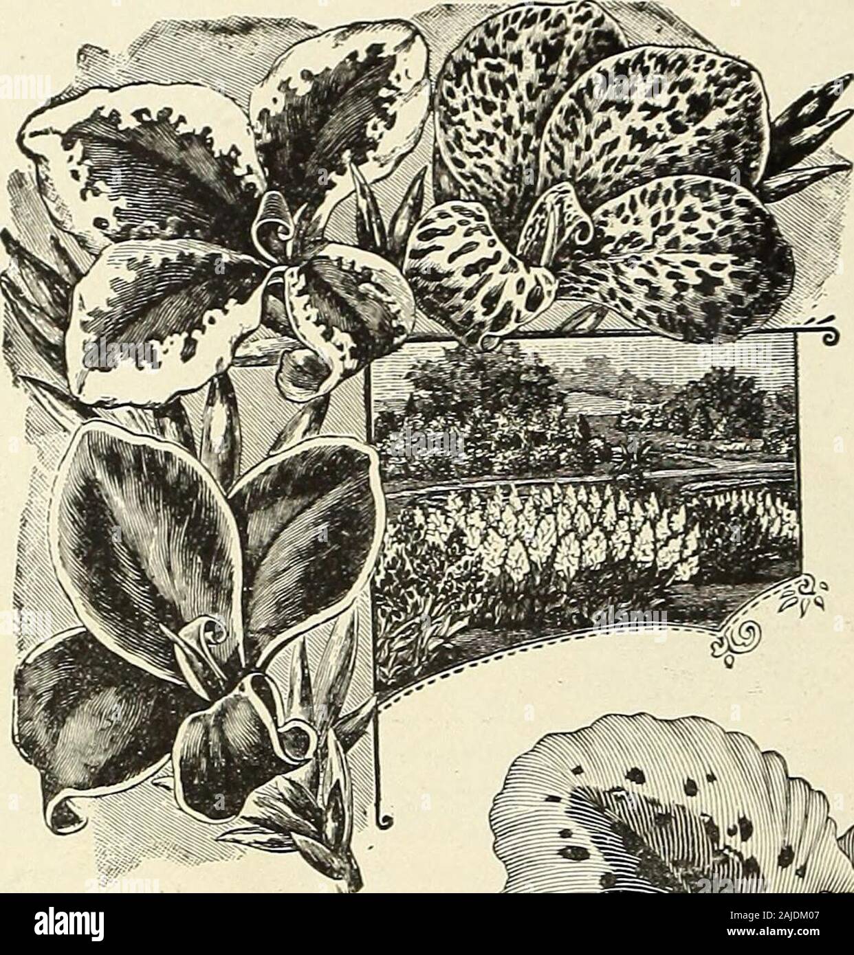 H.W Buckbee seed and plant guide : 1905 . nd enjoy the sweet fragrance of the orange blossoms asThe oranges are a sight that is inspiring as they hangI have grown a large stock of clean, healthy plants thatnee. 30c. each; larger plants. 25c. DONT MISS THE GORGEOUS PAEONIES. SEE PAGE 127. 114 H. W. BUCKBEE, ROCKFORD, ILLINOIS. Large Flowered French and Italian The Latest Creations. The Finest Varieties, CANNAS. Souv. de Antoine Crozy—Three and one half feet. Flowers dazzling crimson-scarlet, bordered with golden yel-low. One of the finest varietiesknown. 10c. each; $1.00 per doz. Maidens Blush— Stock Photo