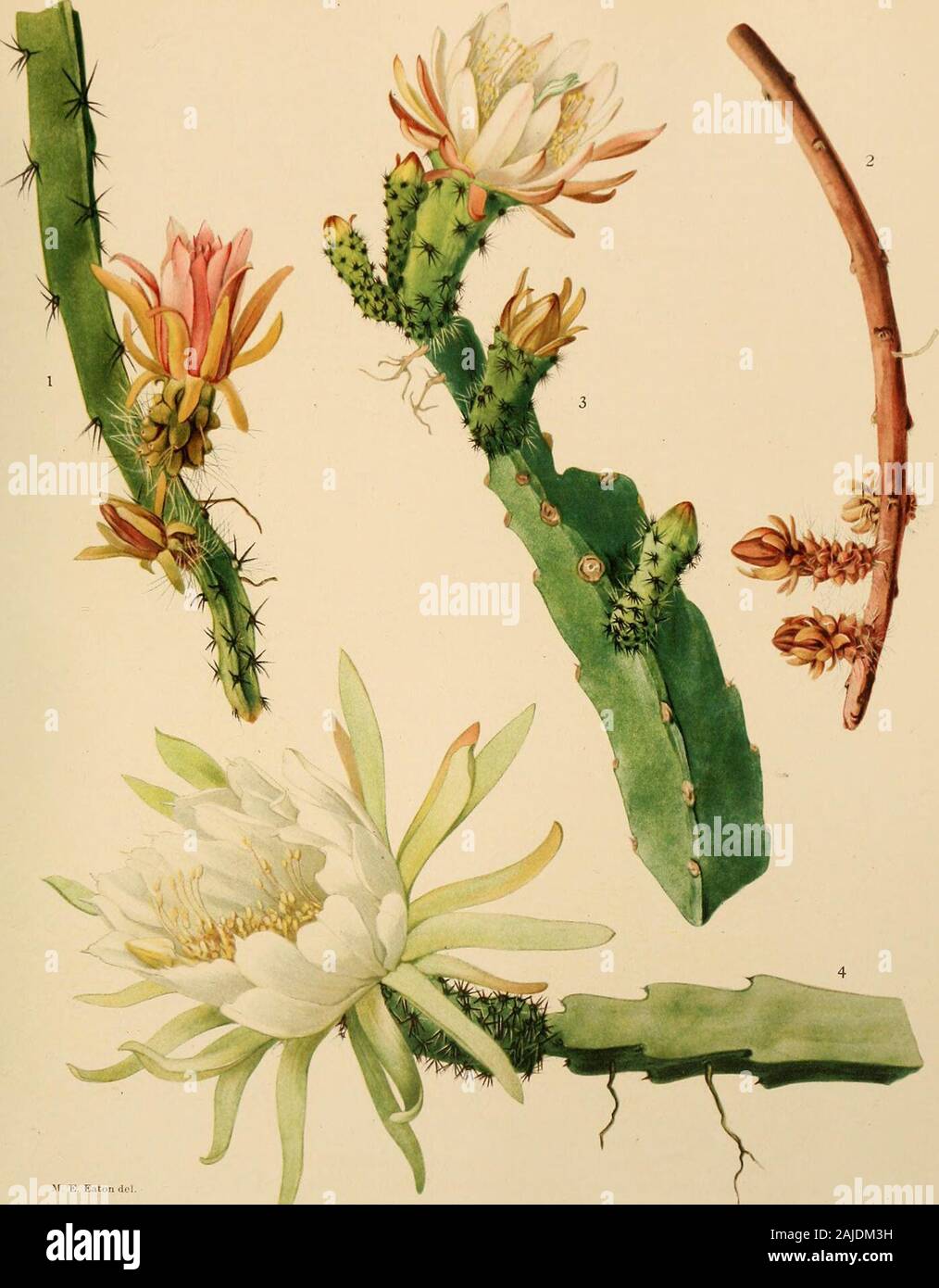 The Cactaceae : descriptions and illustrations of plants of the cactus family . lam, Monatsschr. Kakteenk. 20: 150. 1910.Stems slender, 3-angled, about 2 cm. broad, pale green and slightly glaucous, climbing by aerialroots; margins somewhat knobby, the areole borne on the upper part of the knob, small, 3 to 4 cm.apart; spines 2 to 4, short, 1 to 3 mm. long, acieular, but with swollen bases; flower 10 cm. long ormore, the ovary and tube bearing clusters of yellow to brown acieular spines; inner perianth-segmentswhite, oblanceolate, acute, somewhat serrate; style pale yellow, weak, resting on th Stock Photo