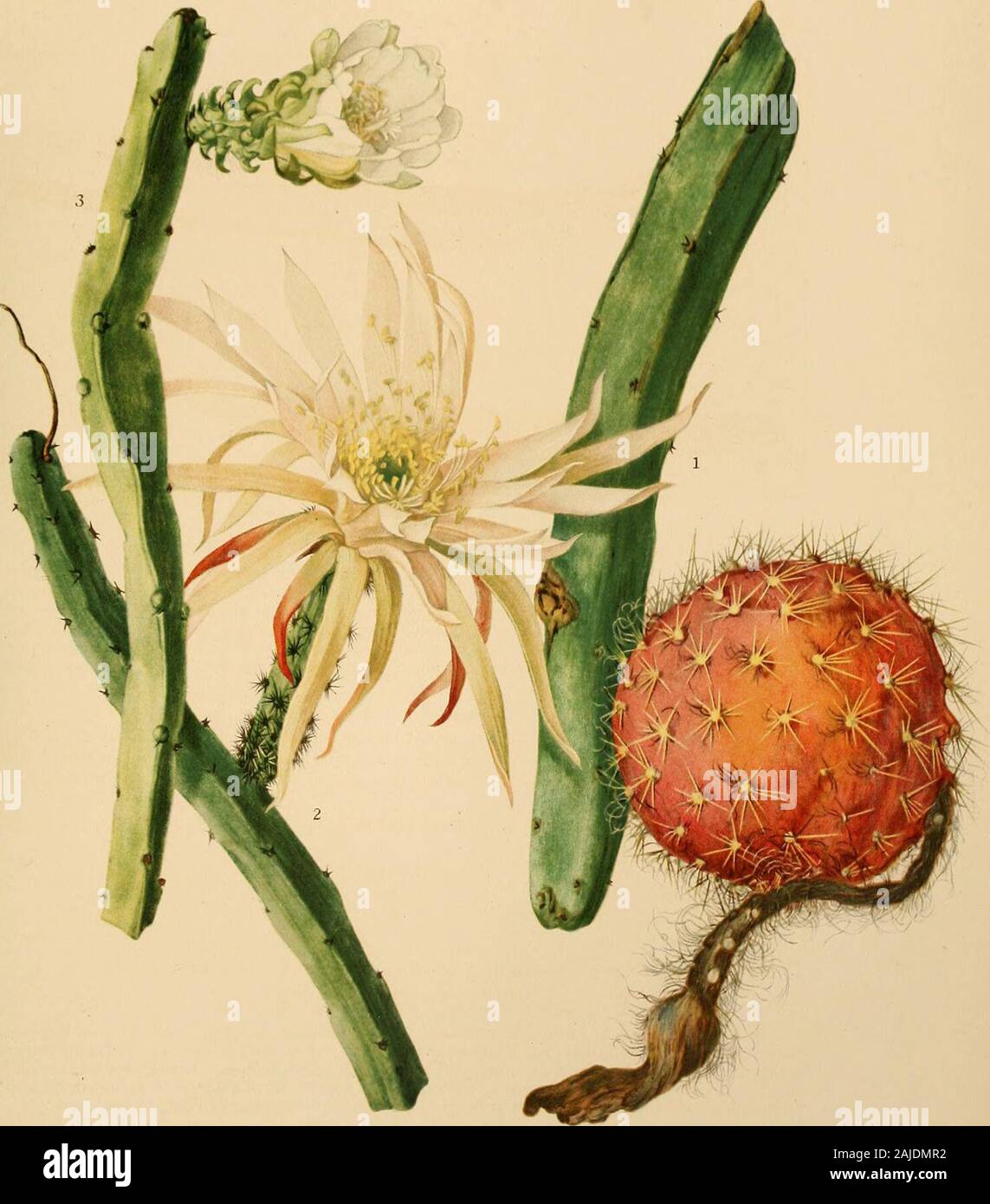 The Cactaceae : descriptions and illustrations of plants of the cactus family . anches terete or slightly angled 2. W. biolleyi Inner perianth-segments white 3. W. panamensis 1. Weberocereus tunilla (Weber) Britton and Rose, Contr. U. S. Nat. Herb. 12: 432. 1909. Cereus tunilla Weber, Bull. Mus. Hist. Nat. Paris 8: 460. 1902.Cereus gonzalezii Weber, Bull. Mus. Hist. Nat. Paris 8: 460. 1902. Stems climbing, 5 to 12 mm. in diameter, usually strongly 4-angled, rarely 2, 3, or 5-angled,but in juvenile forms nearly terete; spines 6 to 12, stiff, swollen at base, yellowish at first, soon brown,6 to Stock Photo