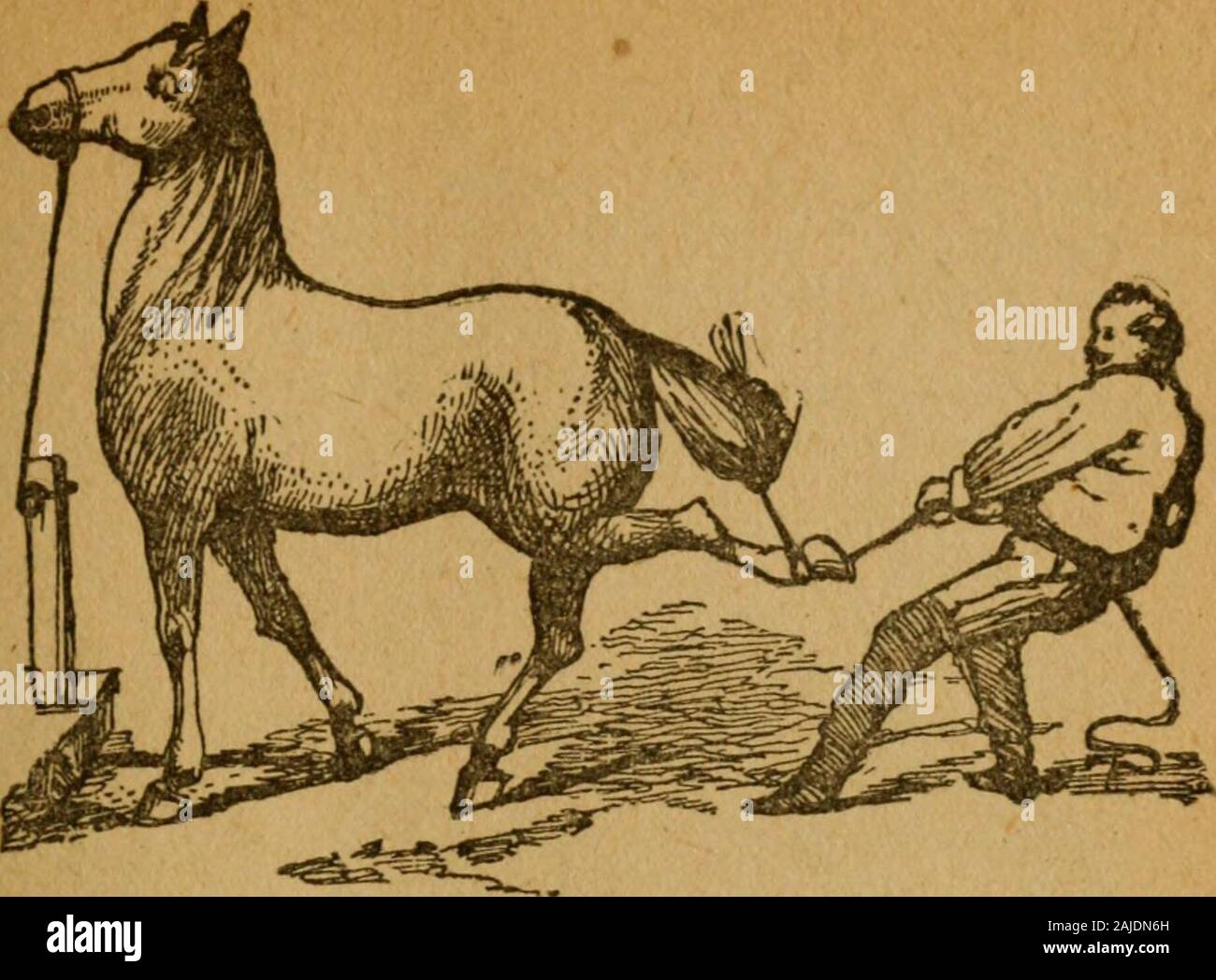 Gleason's horse book The only authorized work by America's king of horse tamers, comprising history, breeding, training, breaking, buying, feeding, grooming, shoeing, doctoring, telling age and general care of the horse . of his withers to the bottom of his front foot fifty-seven inches, andfrom the point of the shoulder to the point of the hip; length ofhorse, sixty-two inches. Parties buying by thi3 rule will find it in-variable. The Way to Shoe a Vicious Horse. Take a strap and buckle around the hind foot below the fetlockjoint, and take a rope ten feet long and place it through the ringupo Stock Photo