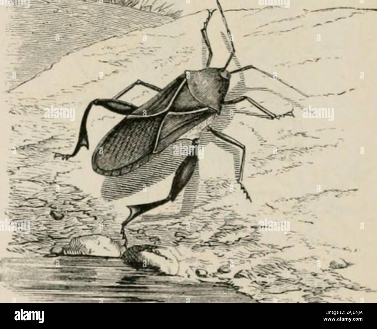 Gular Insects Insects abroad : being a popular account of foreign insects, their ...