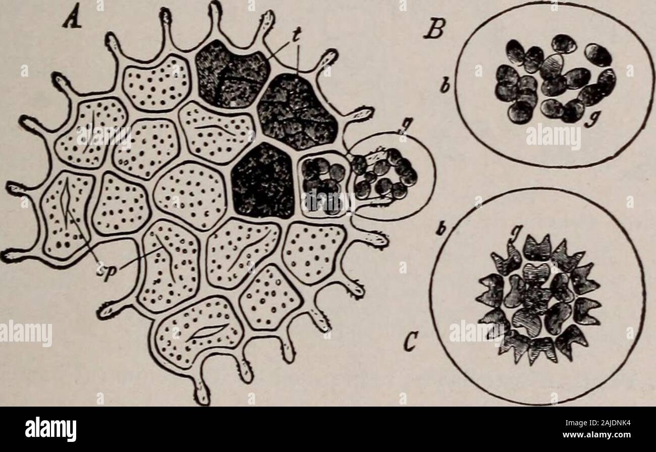 Elementary botany . Fig. 165.Pleurococcus(protococcus)vulgaris.. Fig. 166.Pediastrum boryanum. A, mature colony, most of the young colonies haveescaped from their mother cells; at g, a young colony is escaping; sp, emptymother cells; B, young colony, C, same colony with spares arranged in order.(After Braun.) plants are rather common in fresh-water pools, the latter one intermingledwith filamentous algae, while the former forms large sheets or nets. Mul-tiplication in Hydrodictyon takes place by the protoplasm in one of the cells 162 MORPHOLOGY. dividing into thousands of minute cells, which g Stock Photo