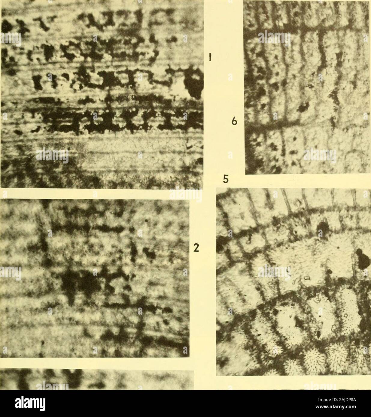 Bulletins of American paleontology . ed by Vaughan (1945, p. 99) asP. (Proporocxclina) perkinsi (Vaughan) . 3. Topotype of Dis-corvcli)ia cloptoui (Vaughan) ; embryonic chambers of thisspecimen illustrated as fig. 3, PI. 2. 4. Topotype of Ortho-phragtnina achena Cushman; embryonic chambers of thisspecimen illustrated as fig. 1, PI. 2. 5. Pseudophragmina (Pseudophragmina) flintensis (Cushman) 8,10,11,13,22 Specimen originally named Discocyclina perpusilla (aiiglian):ecjuatorial section of this specimen illustrated as fig. 7. PI. 7. 6. Pseudophragmina (Pseudophragmina) bainbridgensis (Vaughan) Stock Photo