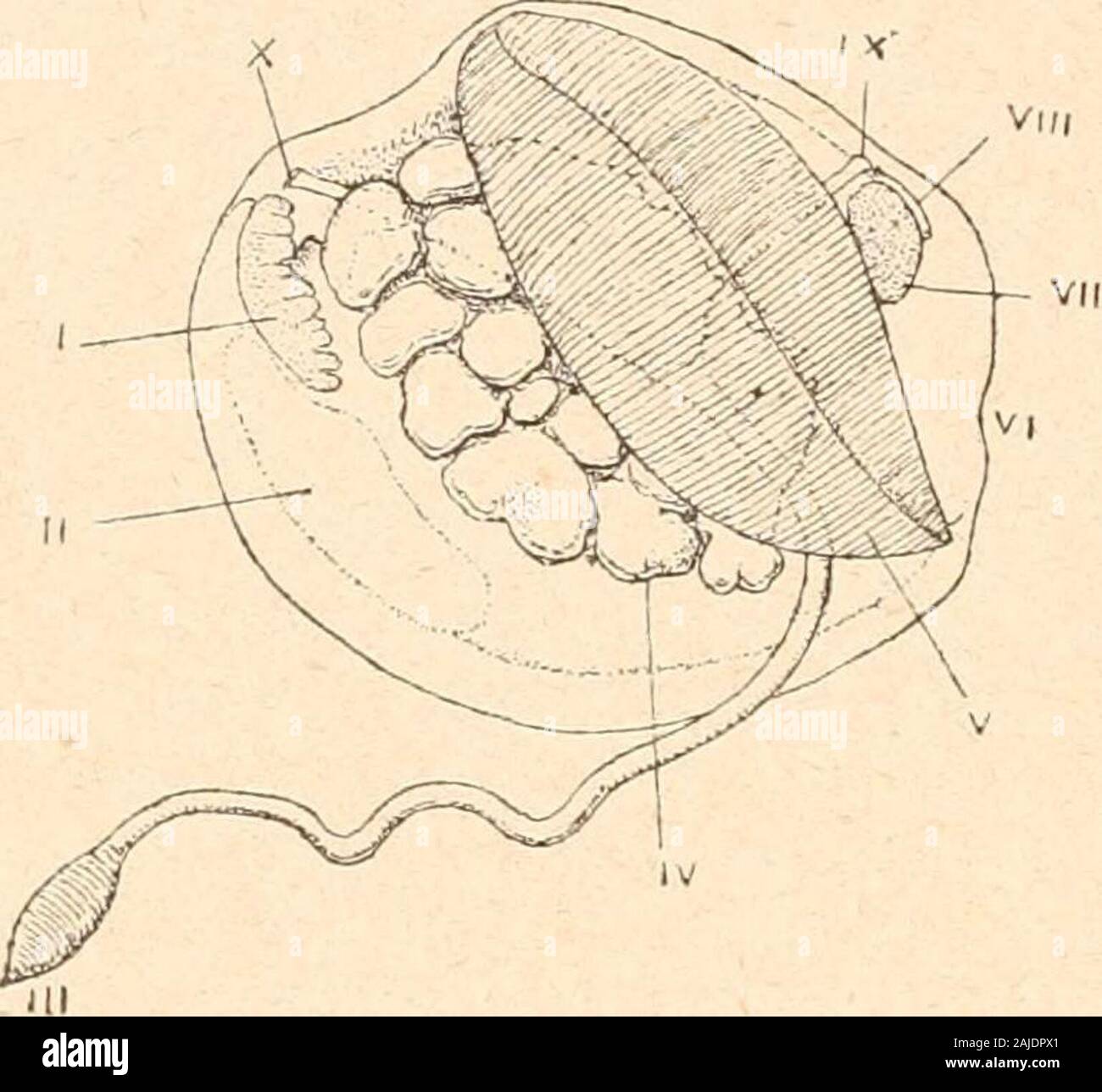 Introduction à l'étude des mollusques . éales ; généralement deux muscles adducteurs; les branchies ontdes jonctions interfilamentaires et interfoliaires, toutes vasculaires, lesdernières formant, dans lintérieur des lames, des conduits afférents ;les glandes génitales ont des orifices extérieurs propres. Cet ordre renferme les sept sous-ordres suivants : Suhmytilacea,Tellinacea, Veneracea, Cardiacea, Myacea, Pholadacea, Ana-tinacea. — 166 — Sous-oidre : Submytilacea. Manteau généralement bien ouvert, ordinairement à une seulesuture, et sans siphons [sâu^ Dreisseiisia). Famille Cap.ditu)^. Une Stock Photo