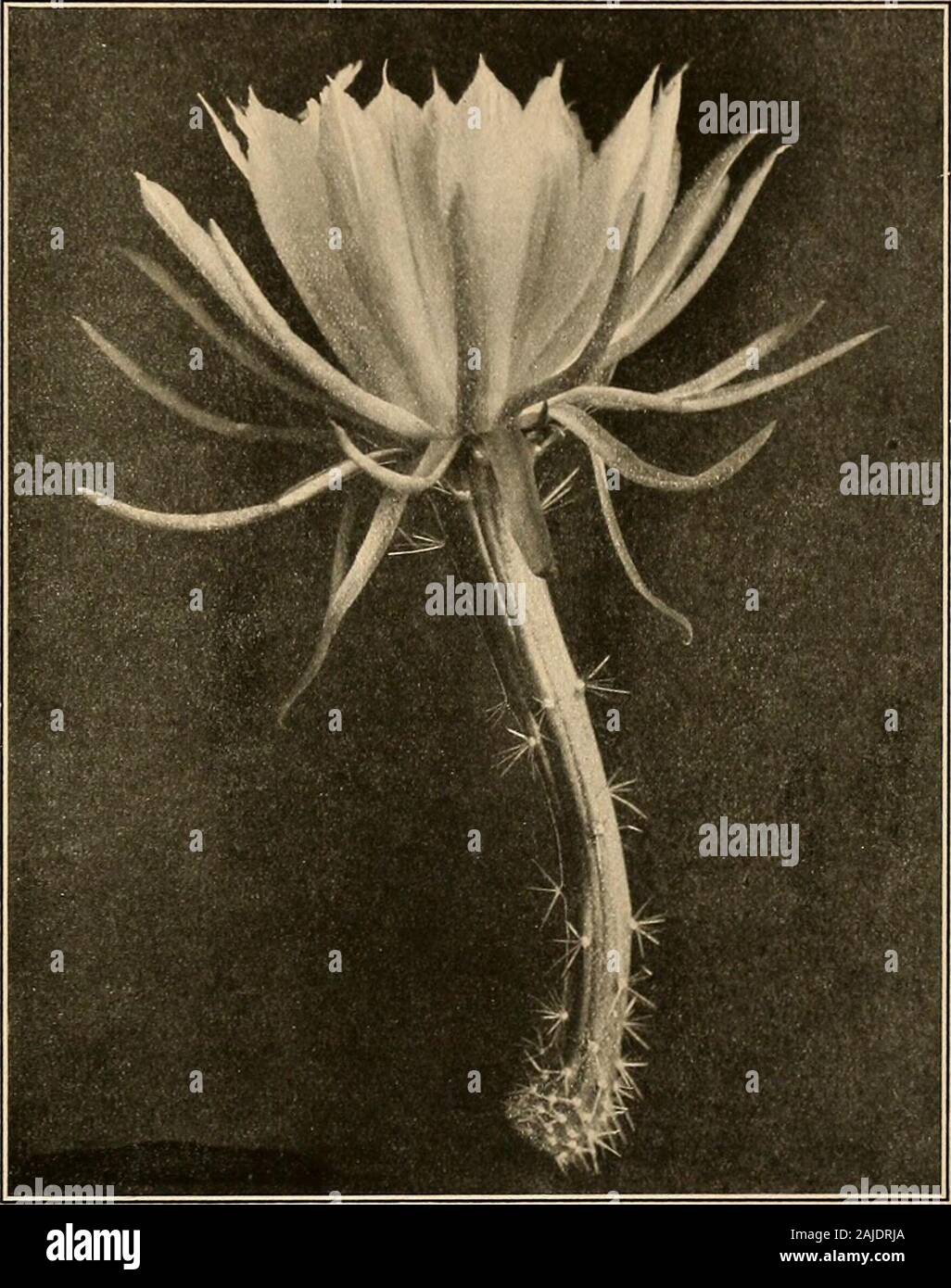 The Cactaceae : descriptions and illustrations of plants of the cactus family . M. E. Eaton del 1. Fruit of Hylocereus trigonus. 2. Flower of Selenicereus boeckmannii 3. Fruit of Selenicereus boeckmannii. (All natural size.) SELENICEREUS. 205 Illustrations: Monatsschr. Kakteenk. 9:23; Rep. Mo. Bot. Gard. 16: pi. n, f. 4, 5;Schumann, Gesamtb. Kakteen Nachtr. f. 7; Bliihende Kaktecn 3: pi. 161, 162; Wildeman,Icon. Select. 3:pi. 103, all as Cereus hamatus; Mollers Deutsche Gart. Zeit. 14: 340; DeLaet, Cat. Gen. f. 30, as Cereus rostratus; Rev. Hort. Beige 40: after 184, as Cereus kostratus;*Bull. Stock Photo