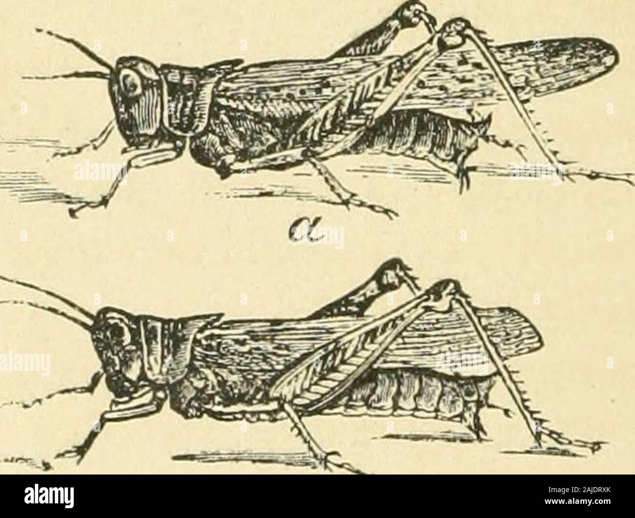 Half hours with insects . ng the peo-ple that days of fasting and ...