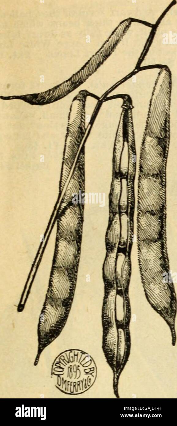 Seed annual . Violet Flageolet Wax Beans. If by mail or express prepaid, add 10 cents per pint, 15 cents per quart, for charges. D. M. FERRY & CCS DESCRIPTIVE CATALOGUE. J3 beans-Dwarf, Bush or Snap—Oontinued. Early Mohawk Beans. EARLY YELLOW KIDNEY SIX WEEKS vines largevigorous, branching, productive, with large leaves andlilac blossoms; pods long, straight, narrow, handsome,and when young, of good quality; beans long, kidney-shaped, yellowish-drab, with darker marks about the eye.Pkt. 10c: Pt. 15c: Qt. 20c: 4 Qts. 60c: Bushel $3.00 ROUND YELLOW SIX WEEKS, IMPROVED ROUND POD While this variet Stock Photo