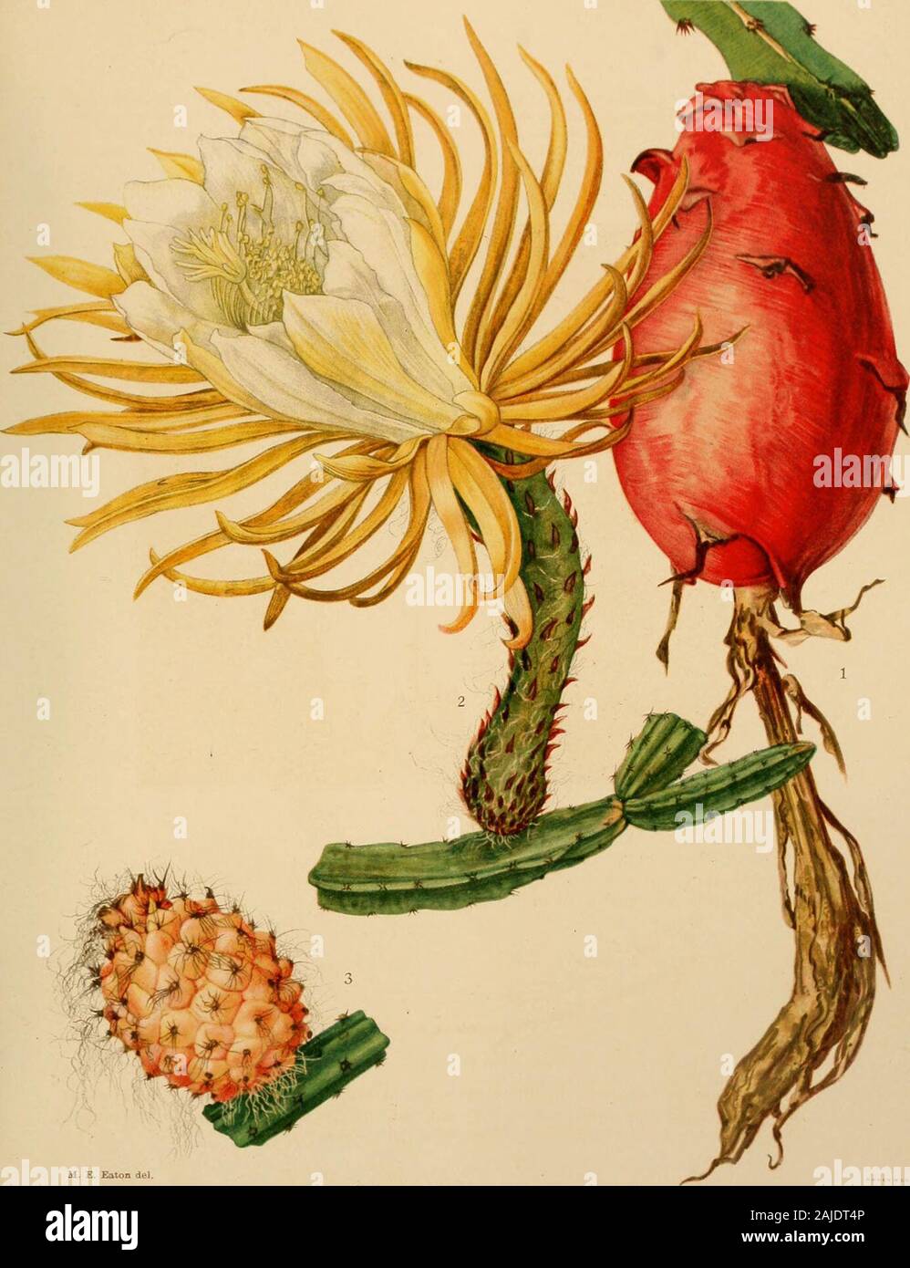 The Cactaceae : descriptions and illustrations of plants of the cactus family . Fig. 282.—Selenicereus hamatus. Type locality: Mexico. Distribution: Southern and eastern Mexico. According to the Index Kewensis Cereus rostratus occurs on the island of Antigua,but Dr. Rose was unable to find it there in 1913. Fig. 283.—Part of branch of S. hamatus. X0.5. This species is common in cultivation in greenhouses and is occasionally seen in yardsand patios in Mexico. Although we have seen no wild specimens, it seems to be commonalong the eastern coast of Mexico, probably in the wooded regions. BRITTON Stock Photo