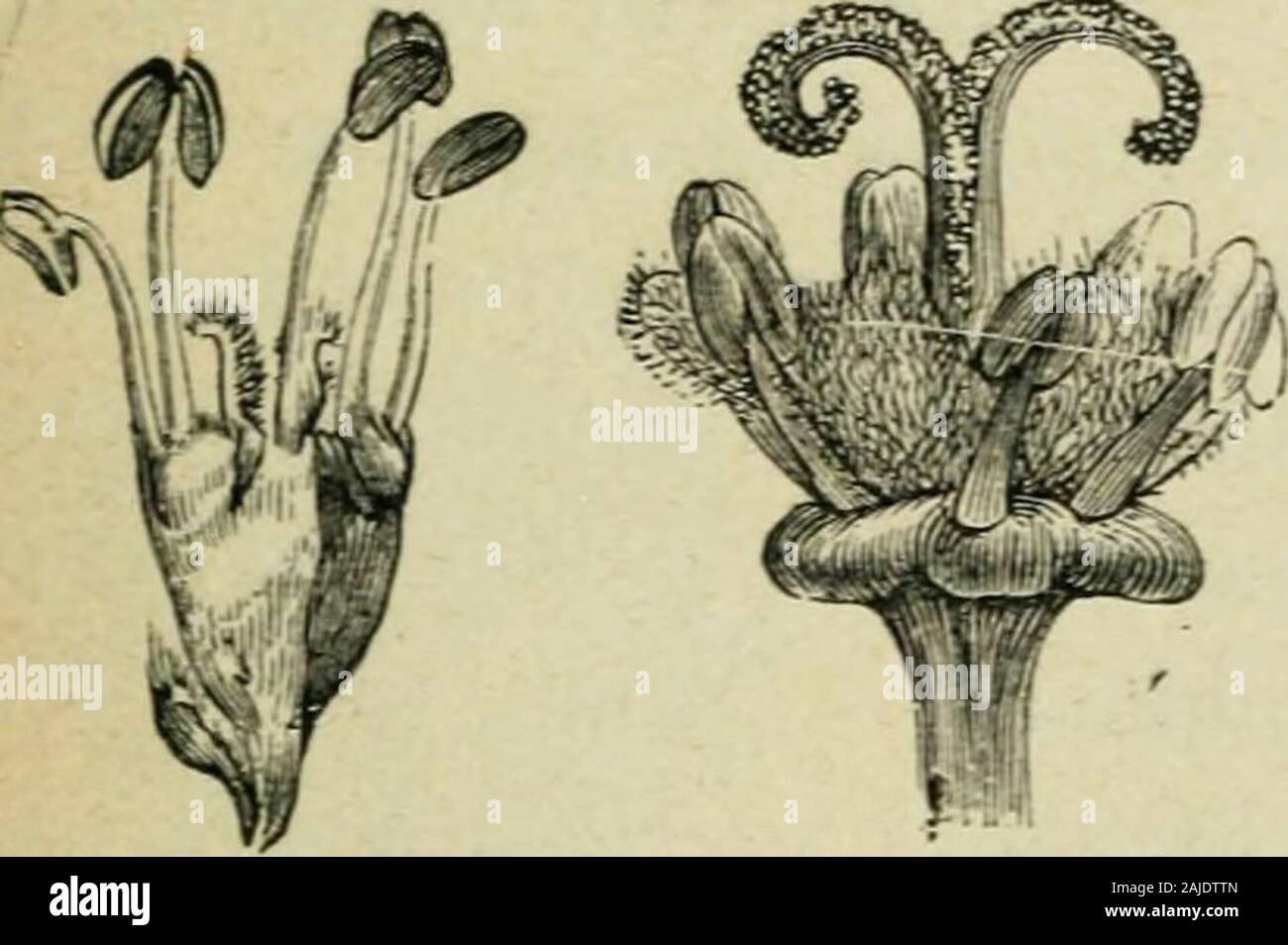Elements De Sylviculture Fig 27 Rameau A Chaton Femelle Du Saule Marceau Fig 28 Fleur De Lorme Fi Lt R 29 Fleur Du Sycomore Depouillee De Son Calice Et De Sacorolle