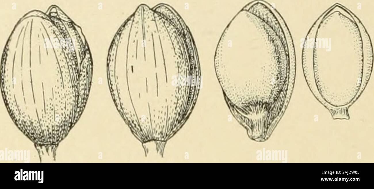 Notes on genera of Paniceae : I-IV . Fig. 13. Scutachne dura. (Two views of spikelet and fruit x 10 diam.) 150 Chasi—Notes on Genera of Panieese. IV Nees (Agrost. Bras. 96. Fig. 14. Isachne australis. (Two views of spikelet, florets with glumes removed, and upper fruit x in diam.) lication. Sprengel (Syst. Veg. 1 : 314. 1825) describes a Panicum anti-podum to which he refers Isachne australis K. Br. In his earlier worksTrinins recognizes Isachne as a genus, hnt in his Panicearnm Genera(Mem. Acad. St. Petersb. VI. Sci. Nat. :V2 : 195/328. 1834) he reduces itto a section of Panicum, and is follo Stock Photo