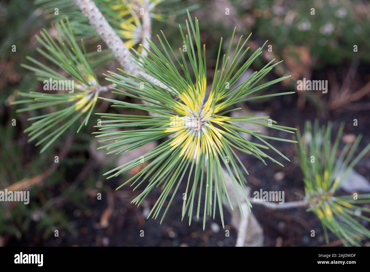 Pinus densiflora x thunbergii 'Beni kujaku' Japanese pine, close up. Stock Photo