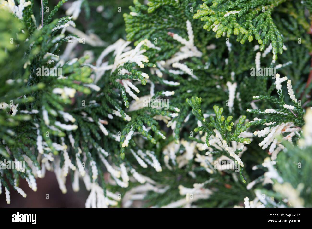 Chamaecyparis obtusa 'Baldwin's Variegated' - hinoki cypress. Stock Photo