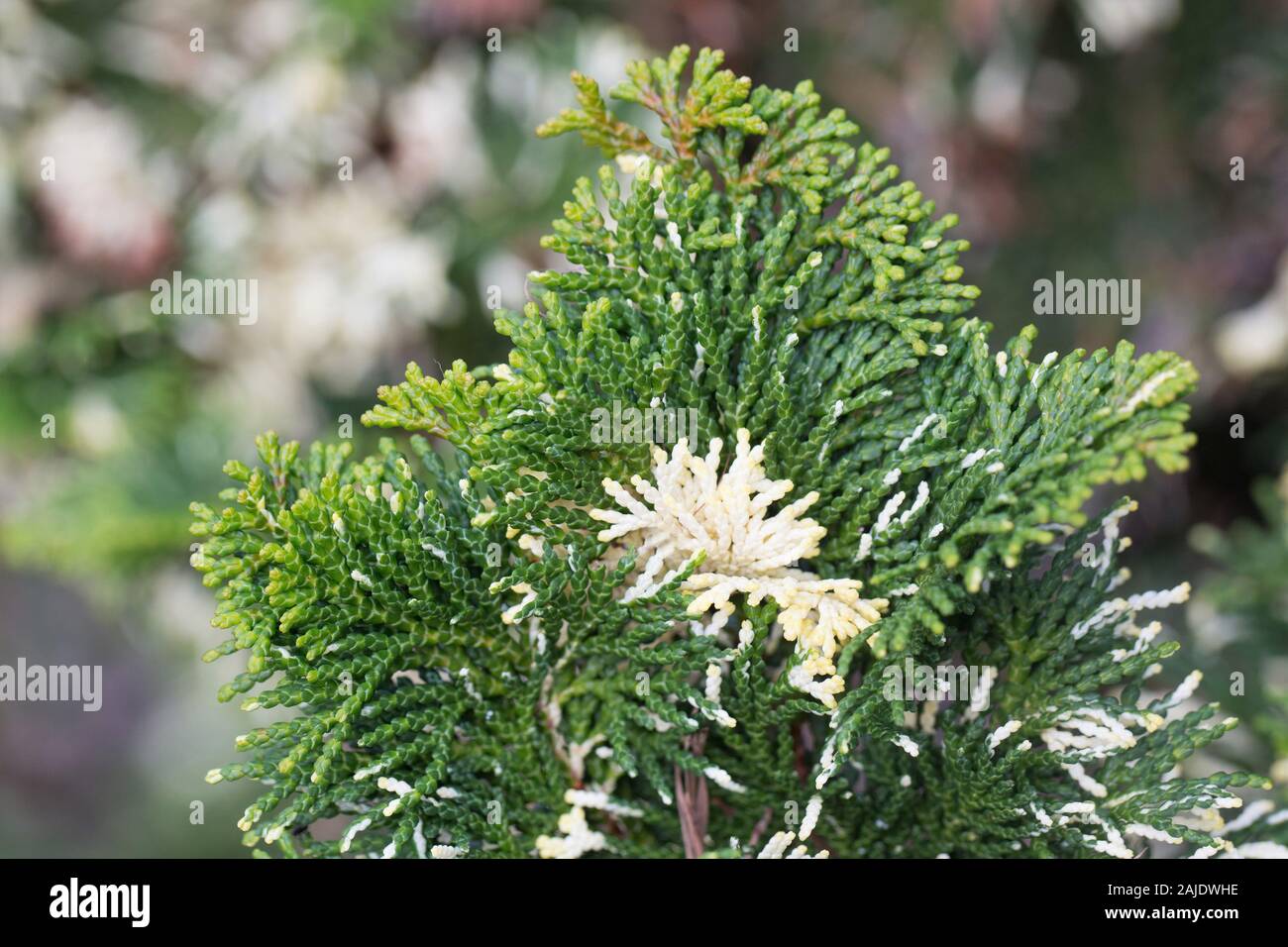 Chamaecyparis obtusa 'Baldwin's Variegated' - hinoki cypress. Stock Photo