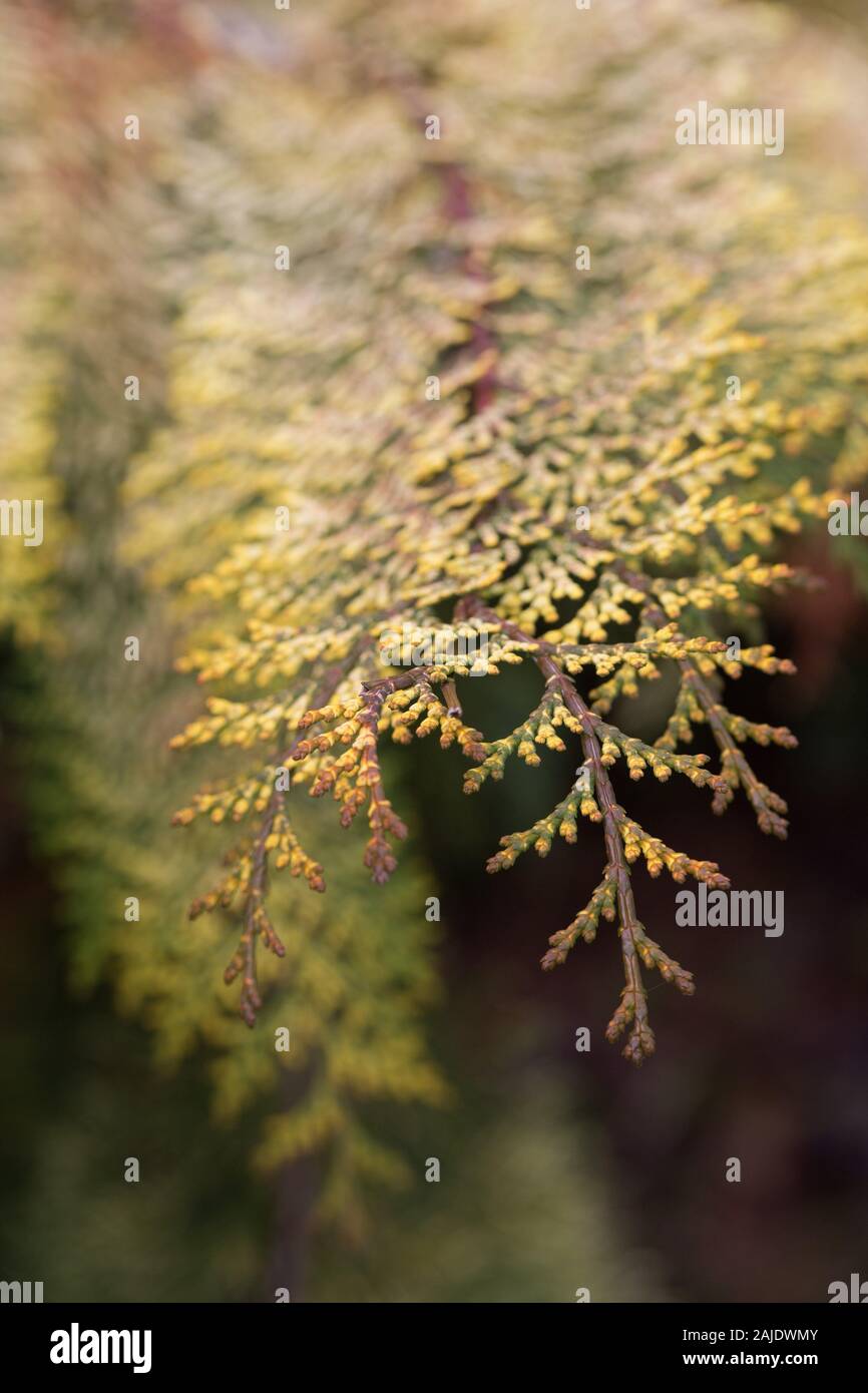 Chamaecyparis obtusa 'Special Variegated' - hinoki cypress, close up. Stock Photo