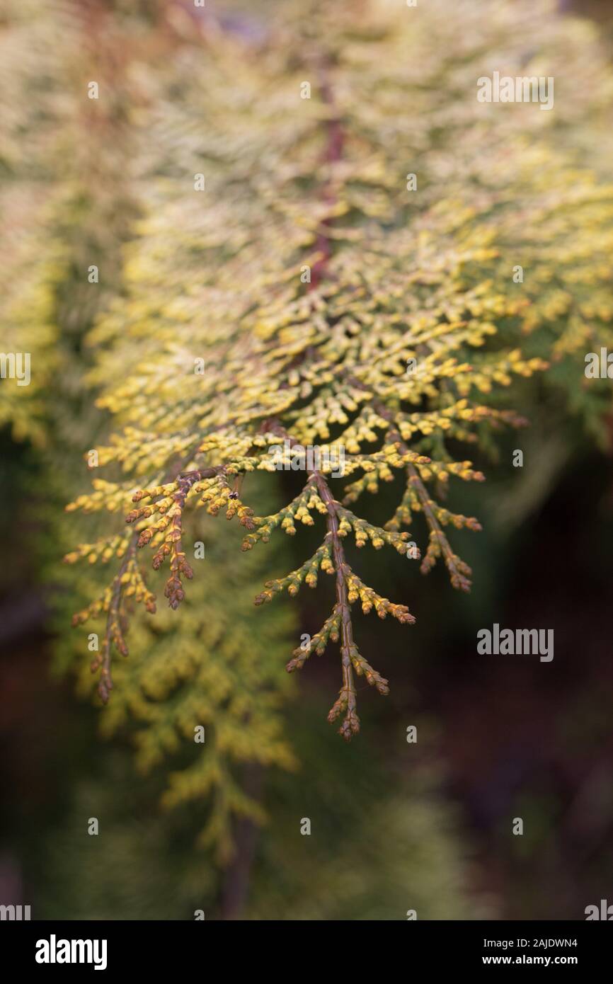 Chamaecyparis obtusa 'Special Variegated' - hinoki cypress, close up. Stock Photo