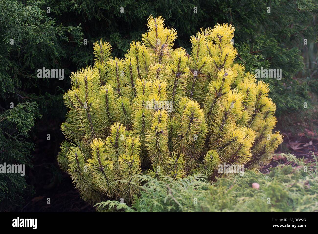 Pinus mugo 'Zundert' . Stock Photo