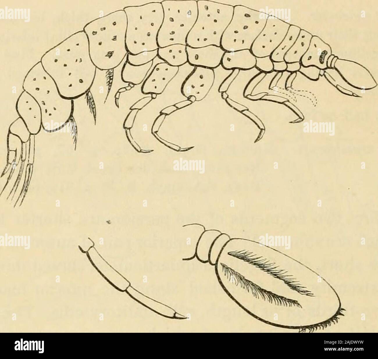 A history of the British sessile-eyed Crustacea . distended, the latter fringed alongthe inferior margin with a row of very fine short cilia, and afew long equidistant solitaiy hairs ; propodos and dactylosreduced in character to a biarticulate joint, that bonds back toform a prehensile organ with the carpus. The third pair ofpereiopoda are very long, quite as long again as the next suc-ceeding pairs, having the propodos and carpus subequal inlength, and the former furnished on the anterior margin witha comb-like row of fine teeth ; dactylos short and slender.The two last pairs of pereiopoda a Stock Photo