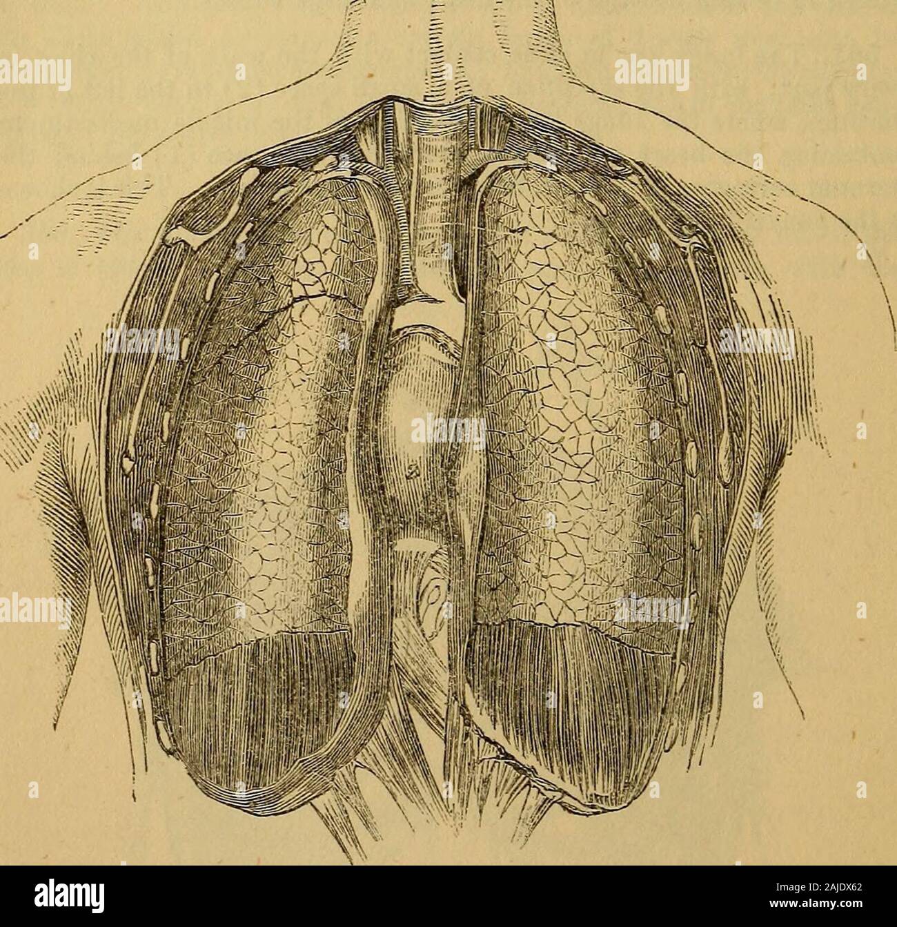 Hooper's physician's vade mecum, or, A manual of the principles and