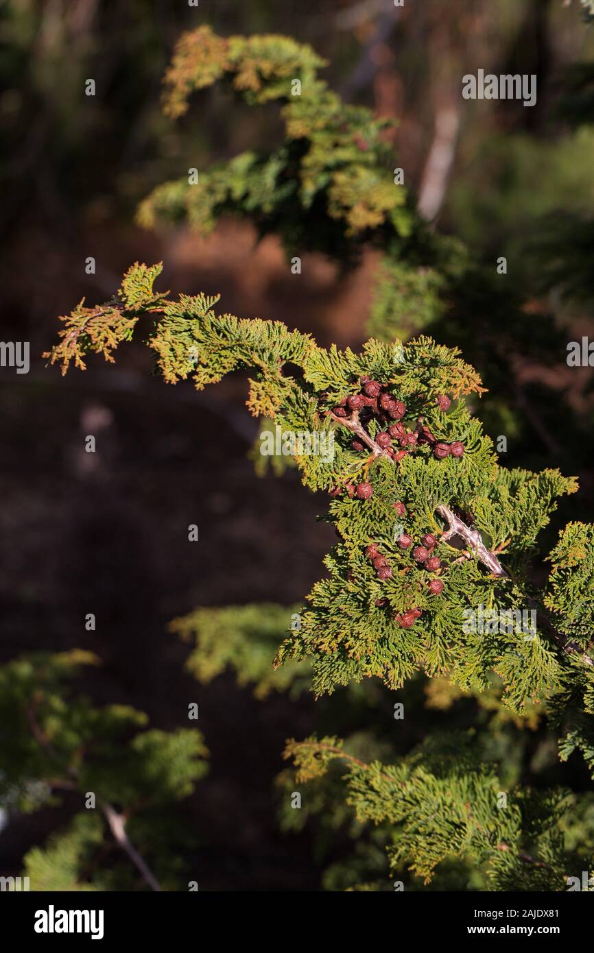 Chamaecyparis obtusa 'Chabo Yadori' - Hinoki false cypress, close up. Stock Photo