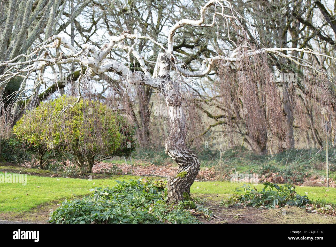 Betula pendula 'Youngii' - Young's weeping birch tree, in winter. Stock Photo