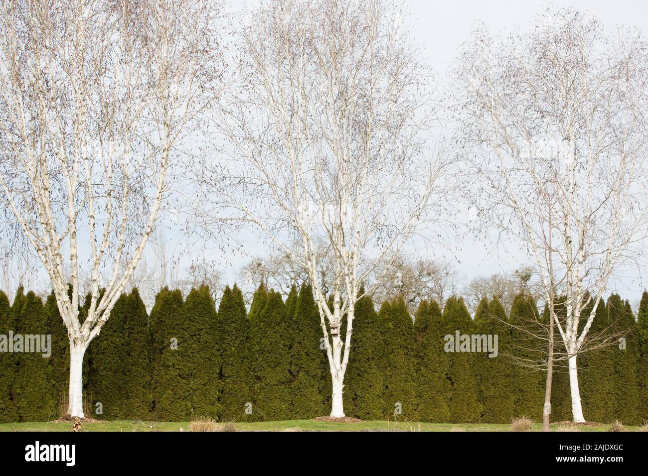 Three white birch trees in front of an evergreen hedge at the Oregon Garden in Silverton Oregon. Stock Photo