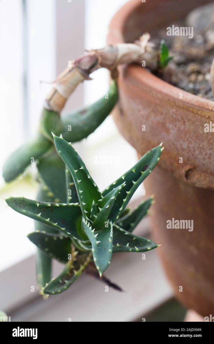 Aloe squarrosa hi-res stock photography and images - Alamy