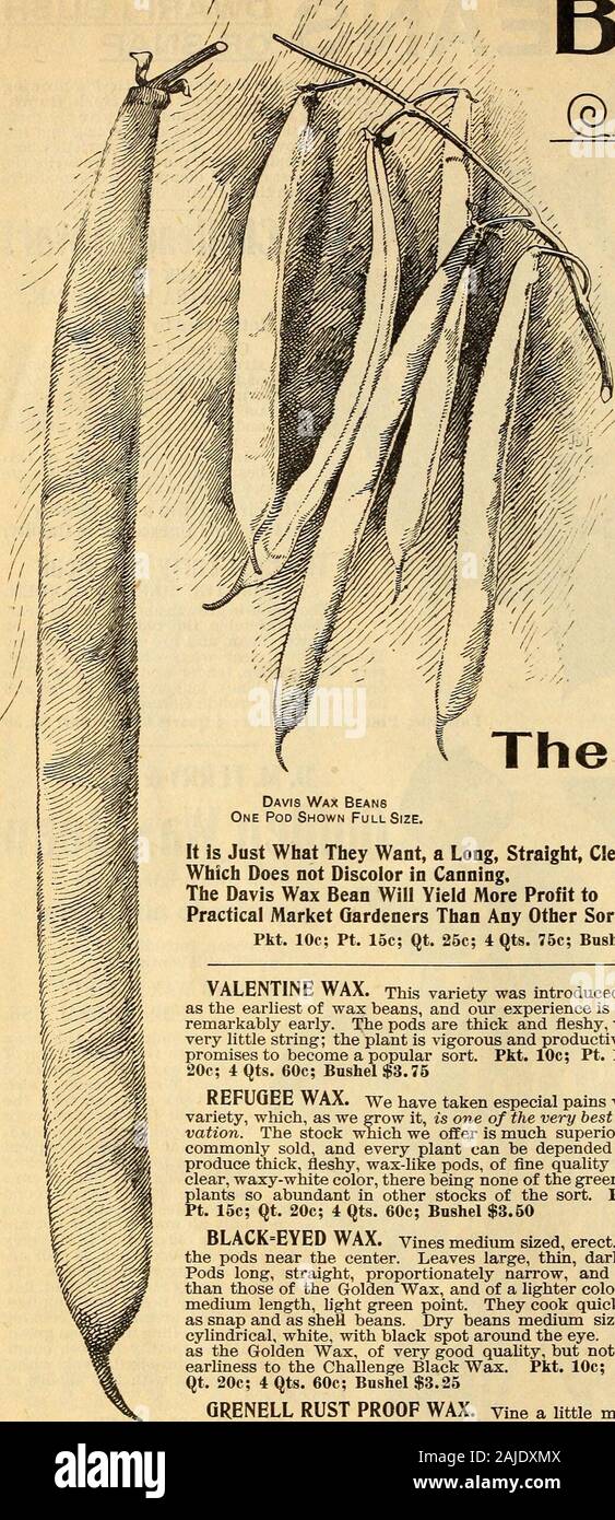 Seed annual . s led to the introduction ofseveral so-called ImprovedGolden Wax beans whichhave been sent out with theclaim that they were superiorto and would soon supplant itin popular favor. Frequentenquiries for our old stock ofGolden Wax Bean convinces usthat the pubhc have foundthat these so-called improved strainsare not only no improvement but areinferior to the old original D. M. Ferry& Gos Golden Wax which is still im-equaled in sterling good qualities. Thepods are long, nearly straight, broad, flat,golden yellow, very fleshy and wax-like,with short, fleshy.greenpoint, cookingquickly Stock Photo