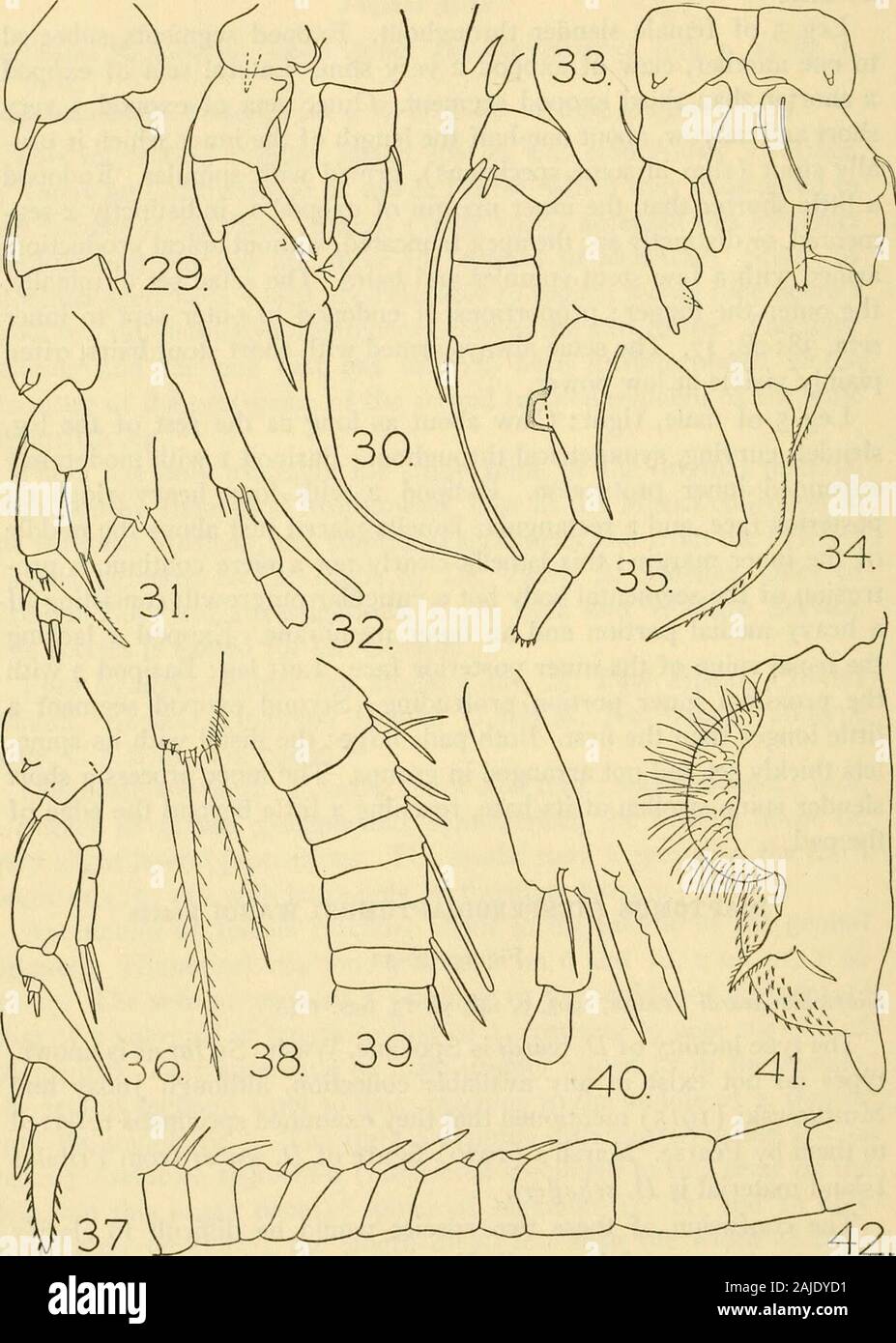 Smithsonian miscellaneous collections . ts thickly set and not arranged in groups. The inner process a shortslender spine swollen at its base, reaching a little beyond the edge ofthe pad. DIAPTOMUS (HESPERODIAPTOMUS) WARDI Pearse Figures 29-32Diaptomus zvardi Pearse, 1905, p. 148, pi. 13, figs. 1-4. The type locality of D. wardi is Spokane, Wash. So far as is known,types do not exist in any available collection, although Juday andMuttkowski (1915) mentioned that they examined specimens referredto them by Pearse. Marshs (1920) figure of D. wardi from PribilofIsland material is D. schefferi. The Stock Photo