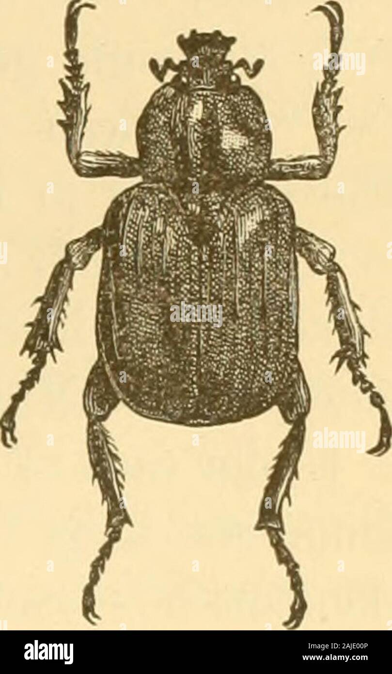 Insects injurious to fruits . d in the trunk of the apple-tree, it is worthyof mention here. No. 8.—The Rough Osmoderma.Osmoderma scabra (Beauv.).This insect, also, lives in the larval state iu the decayingwood of the apple, as well as in that of the cherry, con-suming the wood and inducing more rai)id decay. It is alarge, white, fleshy grub, with a reddish, hard-shelled head.In the autumn each larva makes for itself an oval cell offragments of wood, cemented together with a glutinous ma- ATTACKING THE BRANCHES. 27 Fia. 12. terial, in which it undergoes its transformations, appearing during th Stock Photo