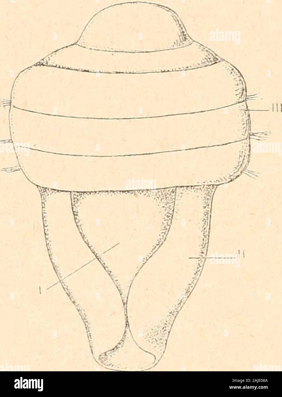 Introduction à l'étude des mollusques . e blastopore. Ce dernier setrouve primitivement à lextrémitépostérieure de lembryon. Celui-cisallonge et acquiert antérieurementune houppe ciliée et autour delle,des cercles ciliés multiples (quatre)parallèles qui se réduisent à mesurequils deviennent plus saillants, enformant le « voile » locomoteur. Le blastopore reste ouvert et serapproche peu à peu de lextrémitéantérieure, par la face venîrale. Au côé dorsal naissent deux sailliespalléales latérales, parallèles et symétriques, sétendant latéralementvers le côté ventral (fig. 87, II), où elles tinisse Stock Photo