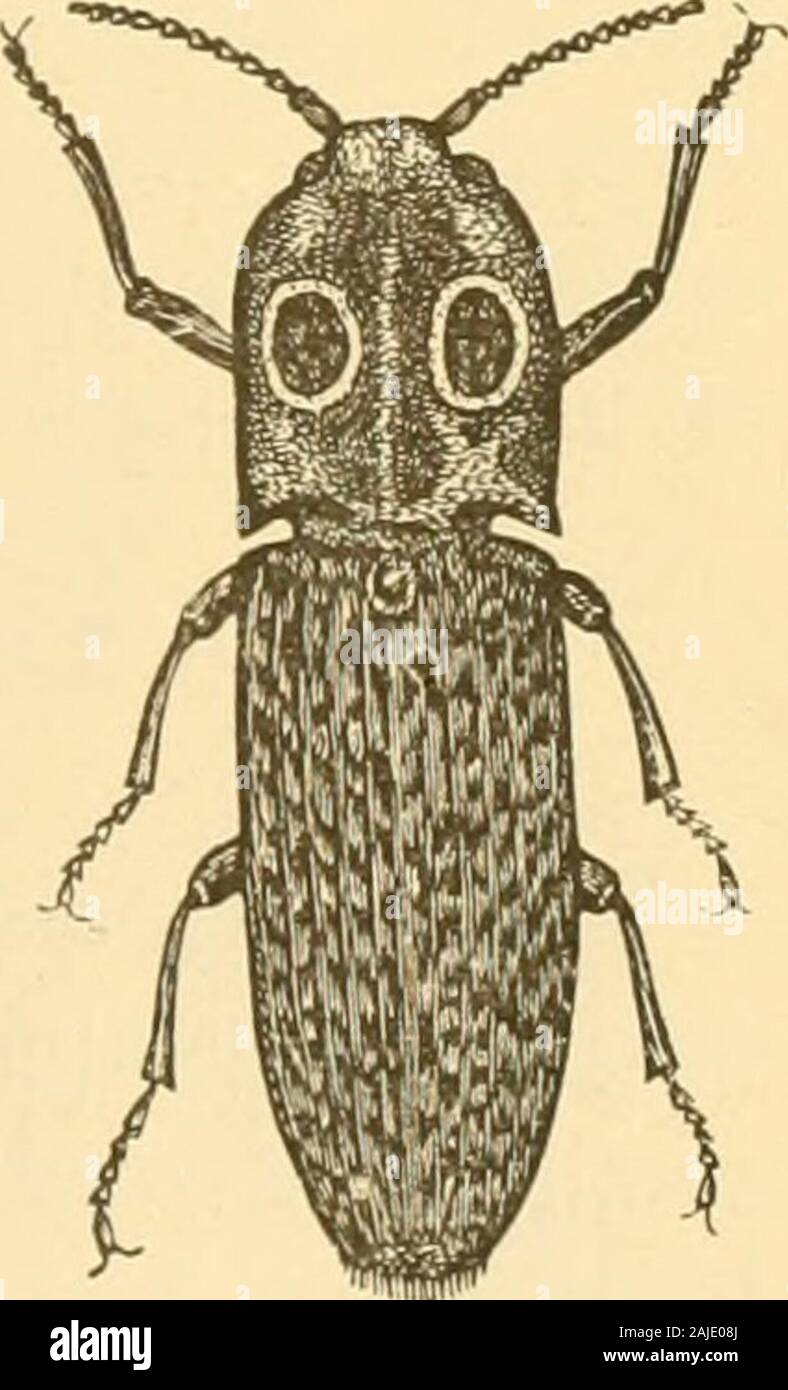 Insects injurious to fruits . No. 7.—The Eyed Elater Alaus oculatus (Linn.). This is the largest of our Elaters, or spring-beetles, andis found with its larva in the decaying j, ^^ wood of old apple-trees. The beetle(Fig. 10) is an inch and a half or morein length, of a black color, sprinkledwith numerous whitish dots. On thethorax there are two large velvety blackeye-like spots, which have given originto the common name of the insect. Thethorax is about one-third the length ofthe body, and is powdered with whitish atoms or scales; the wing-cases are ridged / wwms a twith longitudinal lines, a Stock Photo