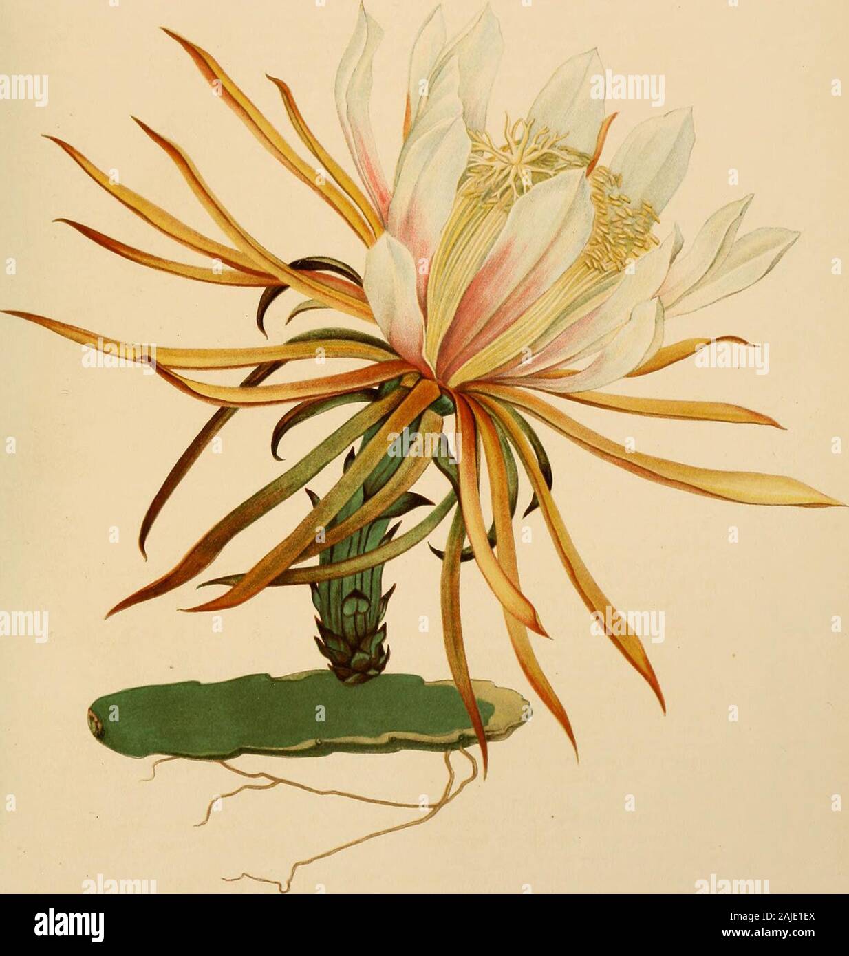 The Cactaceae : descriptions and illustrations of plants of the cactus family . Fig. 268.—Hylocereus trigonus. BRITTON AND ROSE. VOL. II.. M E. Eaton del Flower on short branch of Hylocereus lemairei.. X 0.7. HYLOCKKKlS. 193 Salm-Dyck (Cact. Horl. Dyck. 1849. 220. 1850) described C. tfiangularis uhdeanus,based upon a cultivated Mexican plant. It is described with 4 to 6 radial spines and 1central, yellow, minute. Salm-Dyck was uncertain whether it was a garden variety or adistinct species. Coats anizogonus Salm-Dyek (Cact. Hort. Dyck. 1849. 52. 1850) was given as asynonym of Corns triangularis Stock Photo