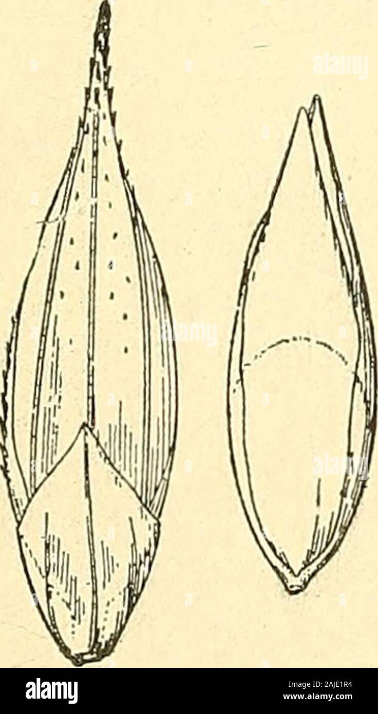 Notes on genera of Paniceae : I-IV . sunderstood Lamarcksspecies. Agrostis  monostachya Poir. 1810, Encyc. Suppl.1: 256. Cette plante a ete recueillie  a Porto-Bicco,par M. Riedle. (V. s. in herb. Desfont.) The