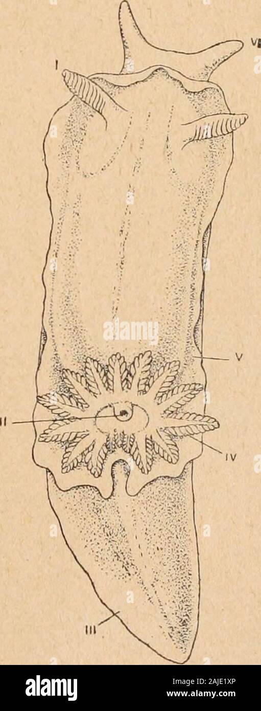 Introduction à l'étude des mollusques . -glions cérébral et pleural; XII, lobe du foie; XIII, cœur dans le péricarde; XIV, orificeréno-péricardique ; XV, orifice extérieur du rein ; XVI, anus ; XVII, foie. B. Doridiens Nudibranches à foie non ramifié dans lestéguments; anus médian, postérieur, leplus souvent dorsal et entouré dappen-dices palléaux ramifiés, « branchie »(fig. 78, IV); conduit génital triaule; desspicules dans le manteau. Famille Polycerid^. Un voile frontal plus ou moins saillant ;branchies non rétractiles. Euplocamus, Philippi. Des appendicesdorsaux ramifiés, sur le bord du ma Stock Photo