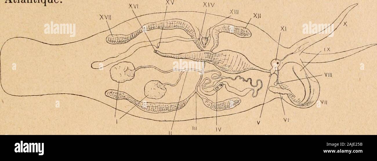 Introduction à l'étude des mollusques . Fig. 76. — Tritonialineata, vu dor-salement, X 7 ;daprès Hancock .I, tentacule posté-rieur; II, appen-dice dorsal (bran-chie palléale); III,œil; IV, voile fron-tal; o, orifice gé-nital. Tête entourée dun voile en forme dentonnoir; pas de radule; piedtrès large, appendices dorsaux foliacés. Tethys, Linné : T. leporina, Linné; Méditerranée. —Melibe, Rang. Famille Dendronotid^. Tentacules antérieurs formant un voile frontal découpé; appen-dices dorsaux ramifiés ; foie divisé dans la masse viscérale et sélen-dant dans les appendices. 117 — Dendronotus, Aider Stock Photo
