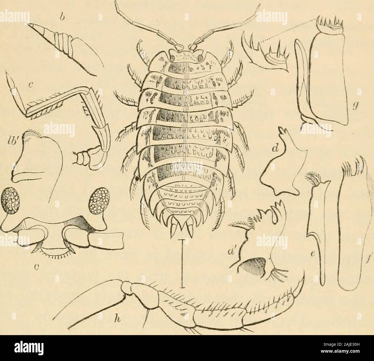 A history of the British sessile-eyed Crustacea . , though sometimesbadly marked (Porcellio pruinosus, Br.—P. frontalis Lereb.,not Edw., for example), is present in all the species Ihave had an opportunity of examining. 474 ONISCIDiE. The inner antennae are very minute and four-jointed,the second joint in some of the species appearing to beformed of several minute rings. The outer antennae areseven-jointed, the basal joint also occasionally appearingas if formed of two portions. The base of the secondjoint is dilated ; the fifth joint is long and somewhatslender, being considerably longer than Stock Photo