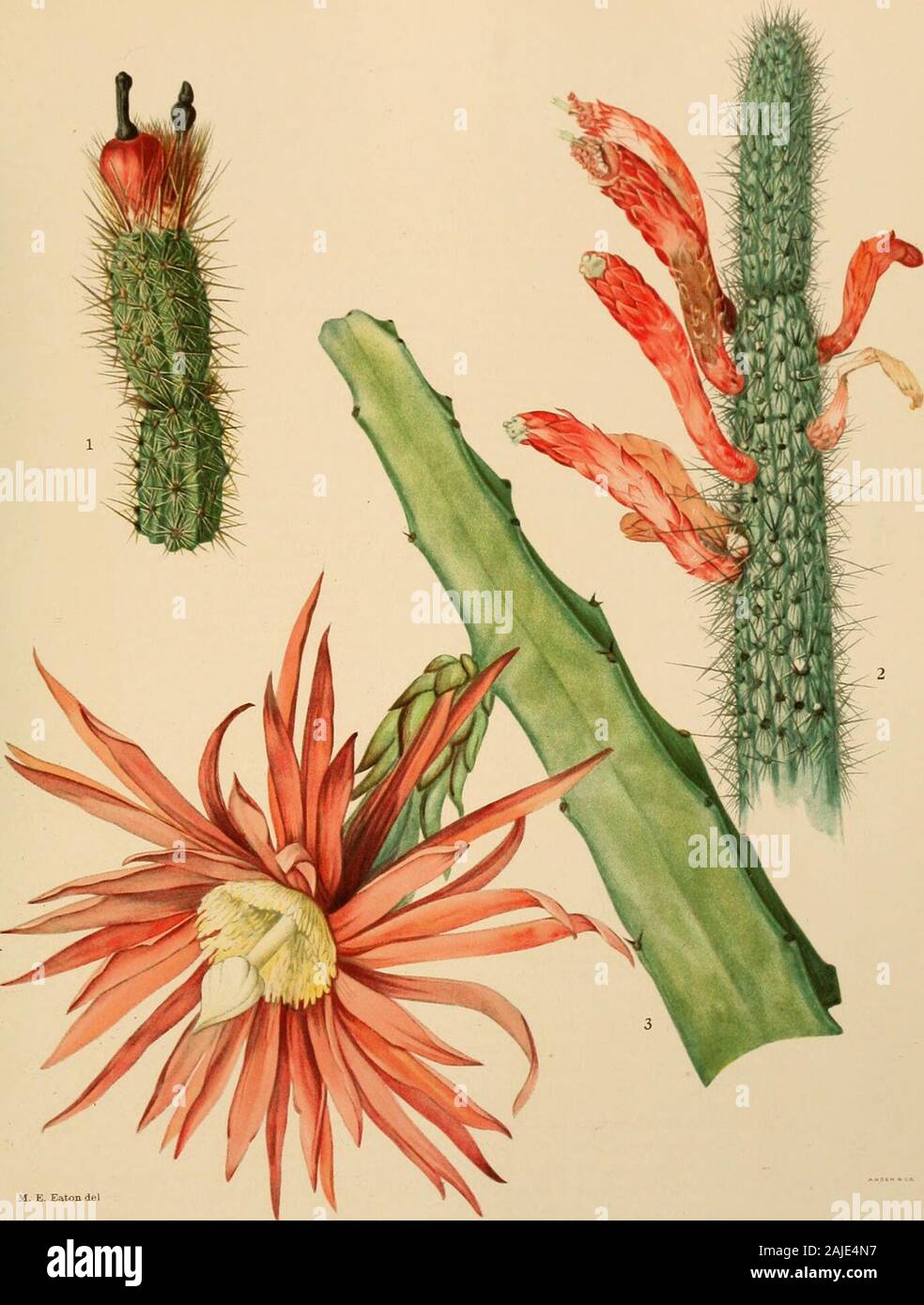 The Cactaceae : descriptions and illustrations of plants of the cactus family . BRITTON AND ROSE, VOL. II. 1. End of fruiting branch of Arrojadoa rhodantha. 2. Top of plant of Cleistocactus baumannii. 3. Flower on branch of Hylocereus stenopterus. (All natural size.) HYLOCEREUS. 185 bottom of each undulation; spines 5 to 8, acicular, 5 to 12 111111. long; flowers 25 to 30 cm. long andfully as broad; outer perianth-segments narrow, long-acuminate, greenish, spreading or reflexed;inner perianth-segments oblong, acuminate, white; style stout; stigma-lobes linear, entire, green;ovary covered with Stock Photo