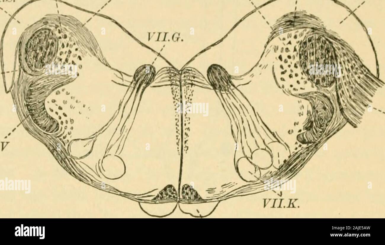 An American text-book of physiology . the general relation of the hemispheres of the cerebellum to that of the cere-brum is a cro.ssed one. Some of the fibres by which this crossed connectionis accomplished pass from the cerebral hemisphere along the crus of the sameside to the olivary body, and thence by way of the arcuate fibres of the ponsand the middle peduncle to the opposite cerebellar hemisphere. It is with the motor region of the cerebral hemisphere that this con-nection of the cerebellum appears to be most marked. If this really repr&lt;^^ von Monakow : Archiv fur Psychiatrie und Nerv Stock Photo
