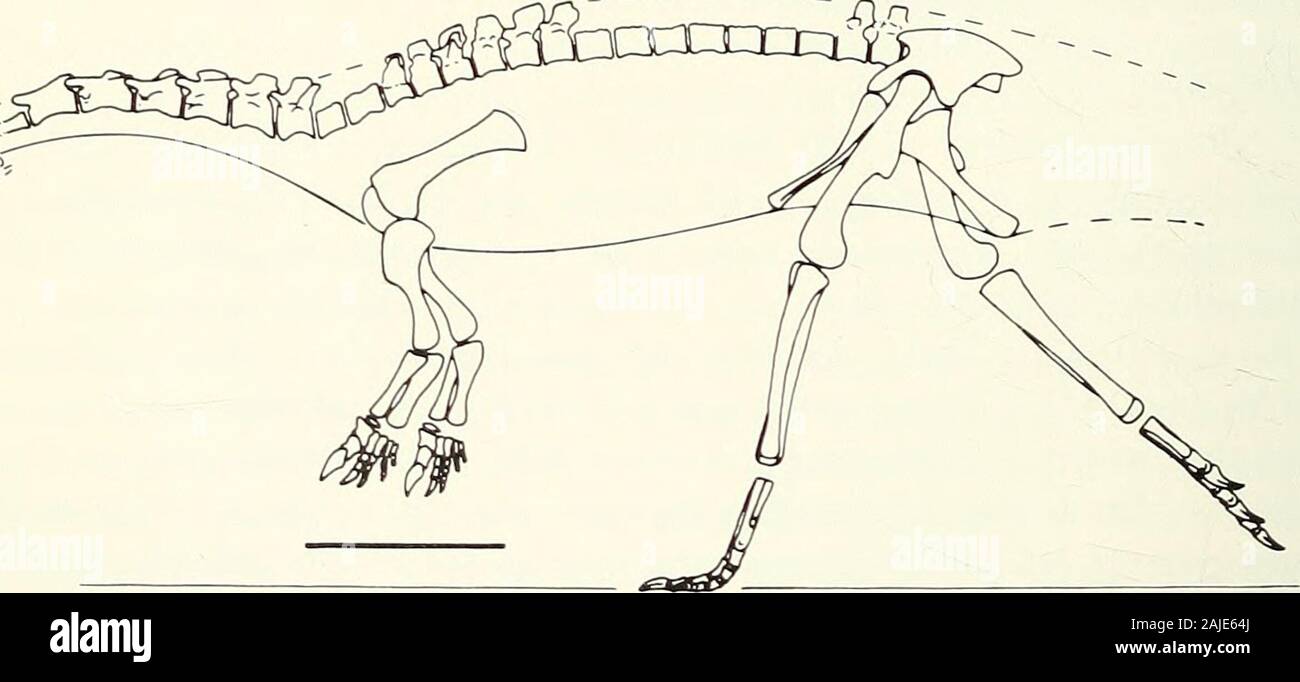 Annals of the South African Museum = Annale van die Suid-Afrikaanse Museum . n &lt;. c. Fig. 12. Skeletal reconstructions of prosauropods. Scale = 20 cm. Tails of A and B diagram- matically folded over. A. Efraasia diagnostica, SMNS 12667, 12668, from Galton (1973). B. Anchisauruspolyzelus, YPM 1883, AM 41/109, from Galton (1973). C. Lufengosaurus huenei, based on figures of individual bones given by Young (1941&) as Gyposaurus sinensis. ANCHISAURUS CAPENS1S (BROOM) AND A REVISION OF THE ANCHISAURIDAE 149 D Stock Photo