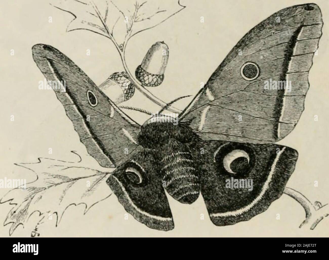 Insects abroad : being a popular account of foreign insects, their ...