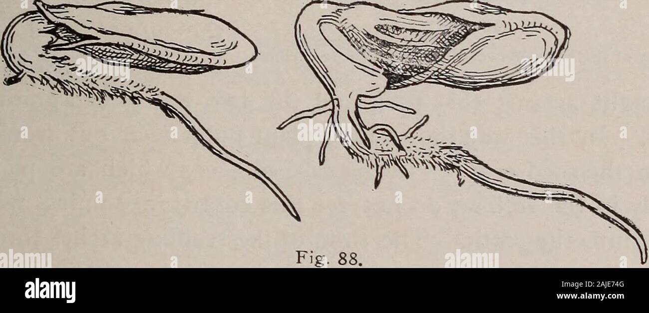 Elementary Botany Re Is Seenwithin The Meat Of The Pumpkin Seed This Is Nothingmore Than The Embryo Plant The Larger Part Of This Embryoconsists Of Two Flattened Bodies Which Are More Elementary Botany Re Is Seenwithin The Meat Of The Pumpkin Seed This Is Nothingmore Than The Embryo Plant The Larger Part Of This Embryoconsists Of Two Flattened Bodies Which Are More