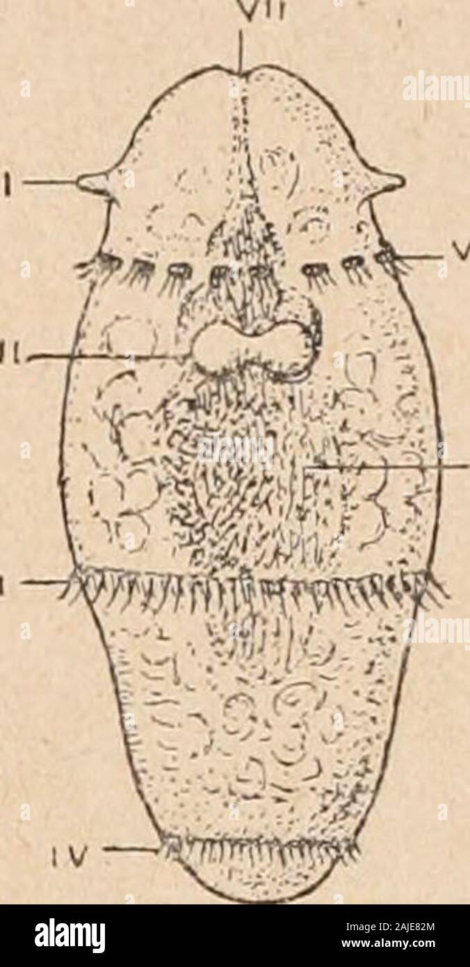 Introduction à l'étude des mollusques . Fig. 51. — Embryon de Planorbis contorhtsvu du côté gauche, X 150; daprès FolI, ganglion cérébral; II, bouche; III, ganglion pédieux; IV, sac radulaire; V, otocysteVI, anus ; VII, orifice extérieur du nephridium; VIII, sac nourricier, ébauche du foieIX, bourrelet coquillier; X, rein embryon-naire; XI, son orifice extérieur. 85 . Fig 52. — Larve dePacumonodernia,grossi; vu dorsa-lement. I, tenta-cule antérieur; II,ganglion cérébral ;III, deuxième cer-cle; IV, troisièmecercle ; V, masseviscérale ; VI, pre-mier cercle; VII,bouche. ment trois cercles ciliés Stock Photo